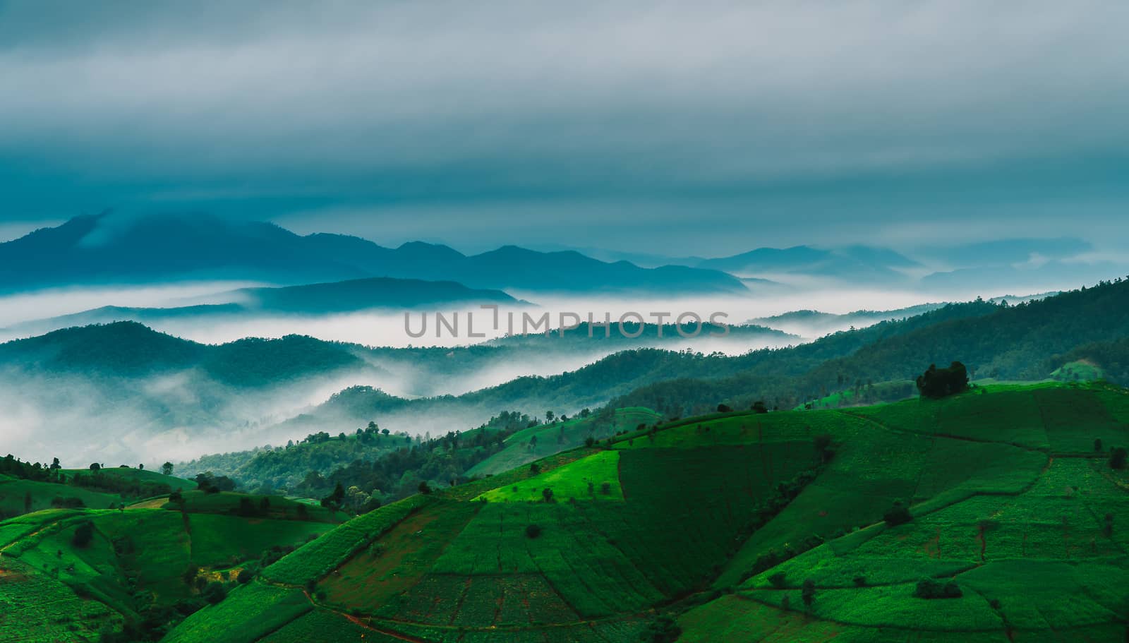 Terraced rice field in rainy season  by freedomnaruk