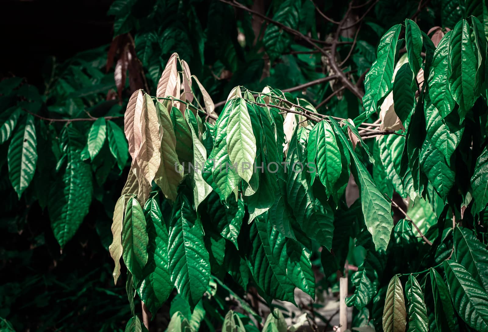 Cacao Tree (Theobroma cacao). Organic cocoa fruit pods in nature