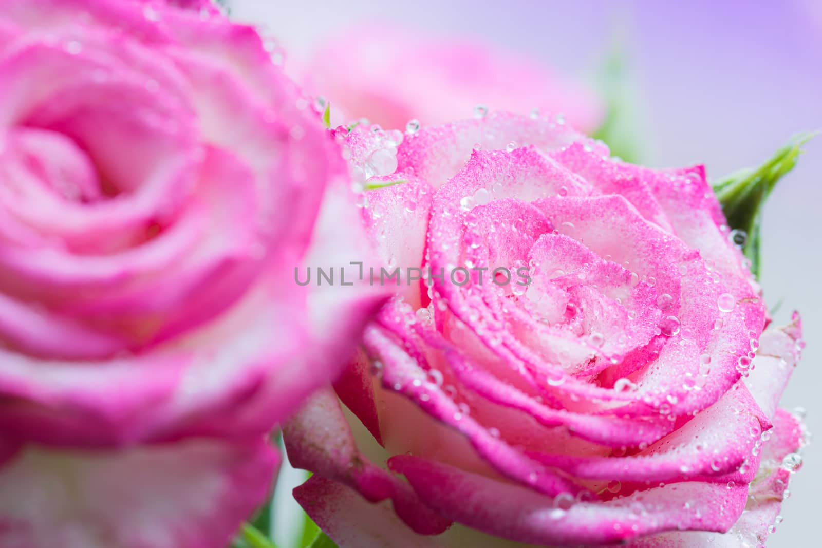 Pink rose flower in drops after rain close up.