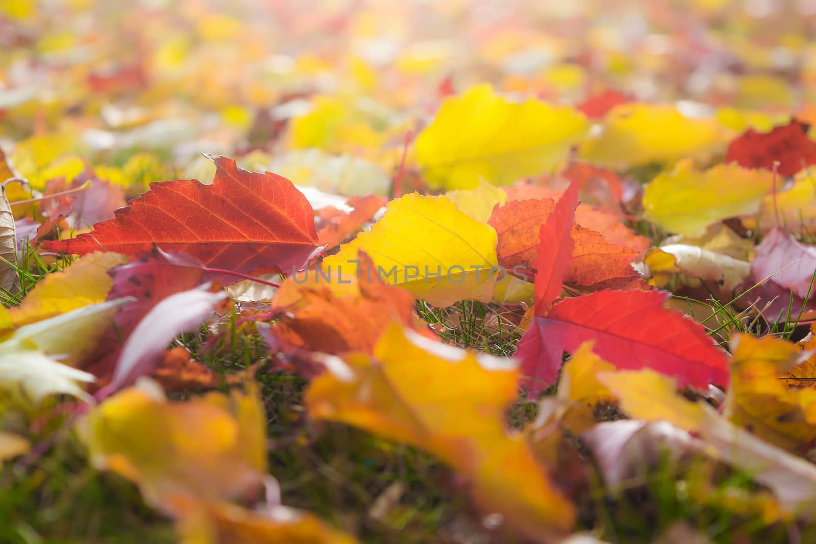 Leaves in various autumnal colors; Fall foliage