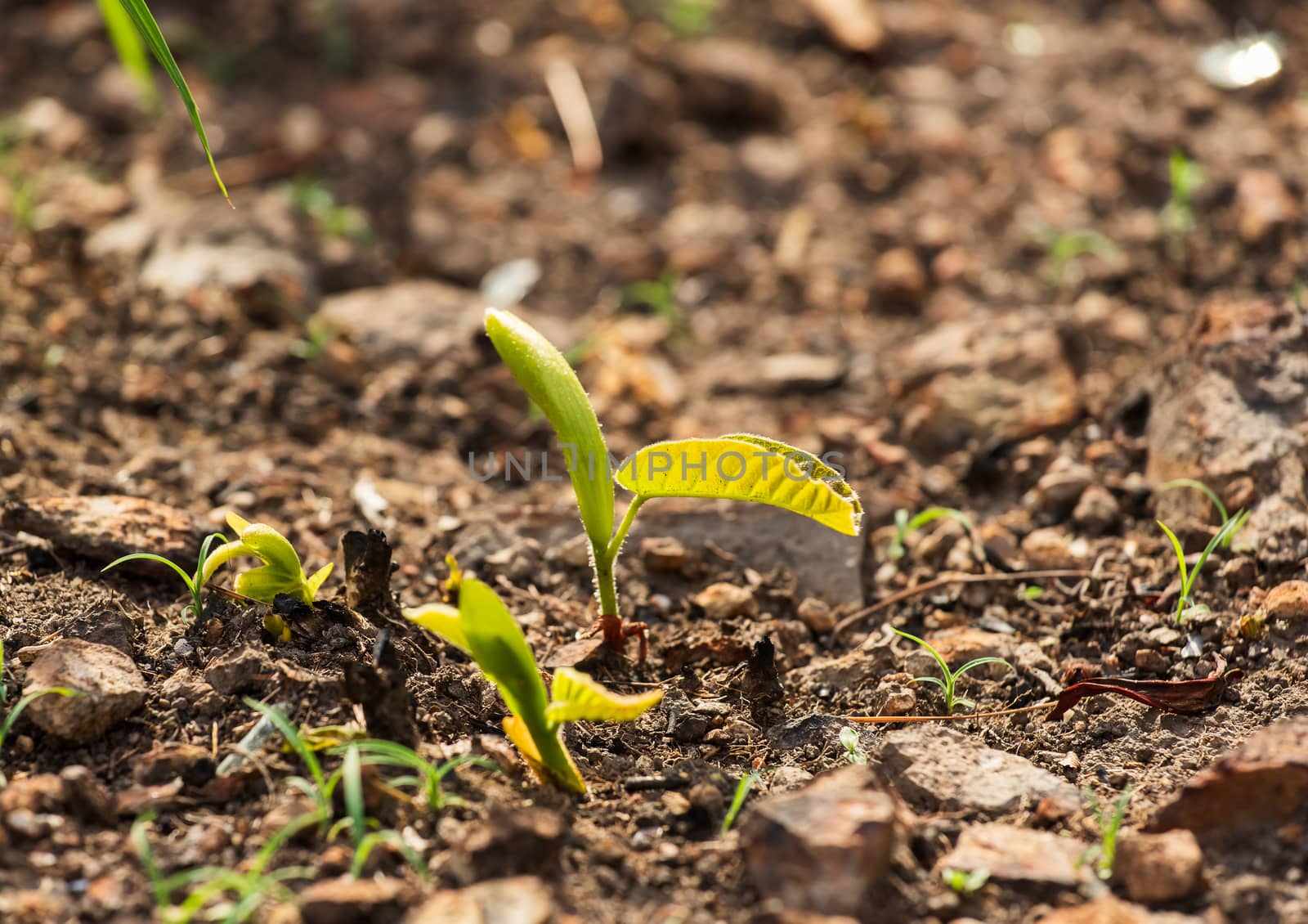 Young green sapling planting burning trees