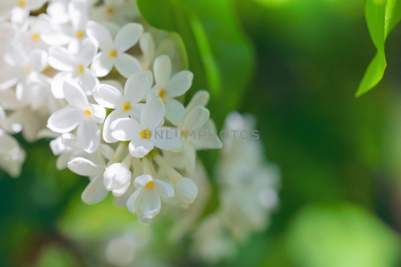 Branch of blossoming white lilac on a sunny day close up on a blurred background.