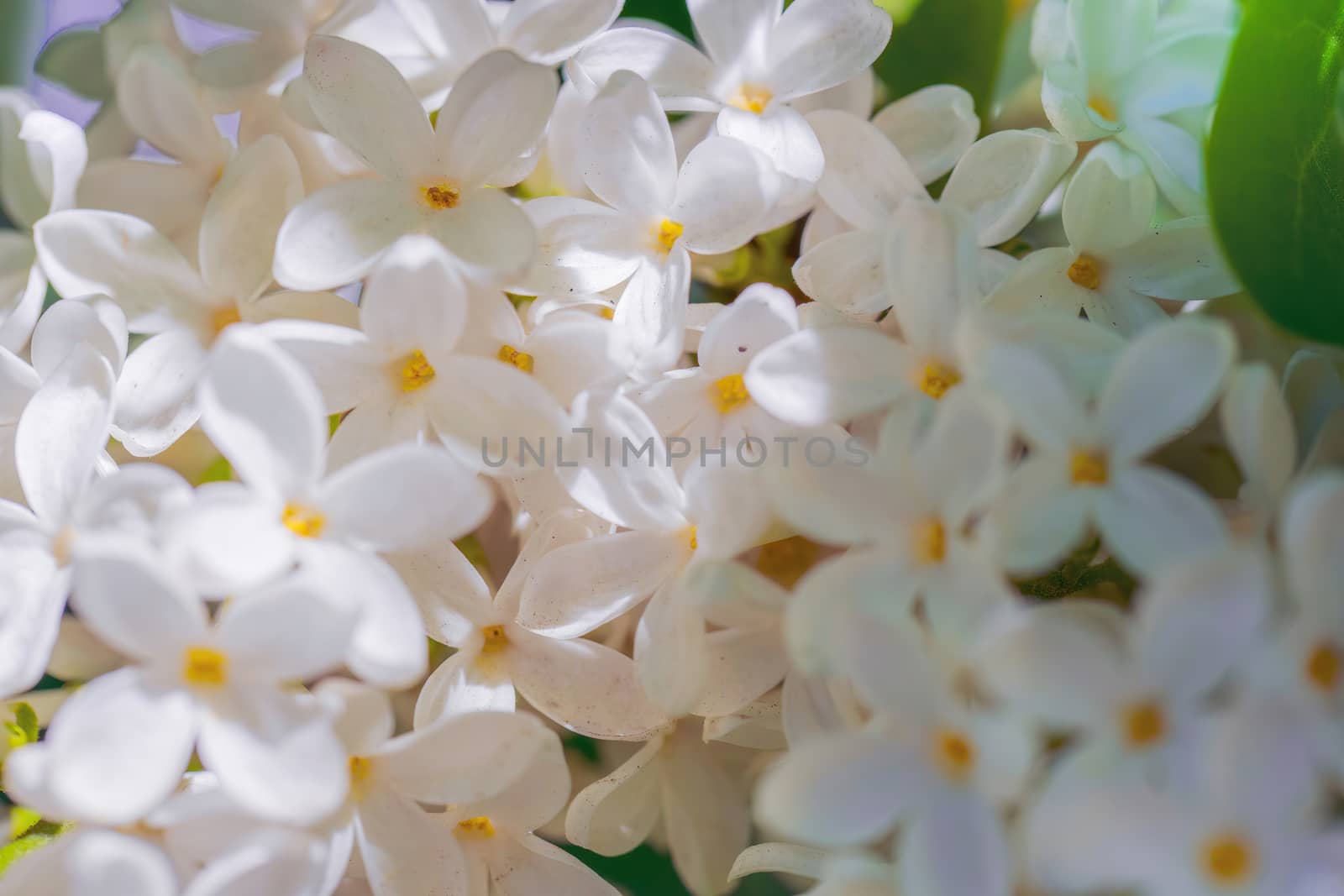 Branch of blossoming white lilac on a sunny day on a blurred background.