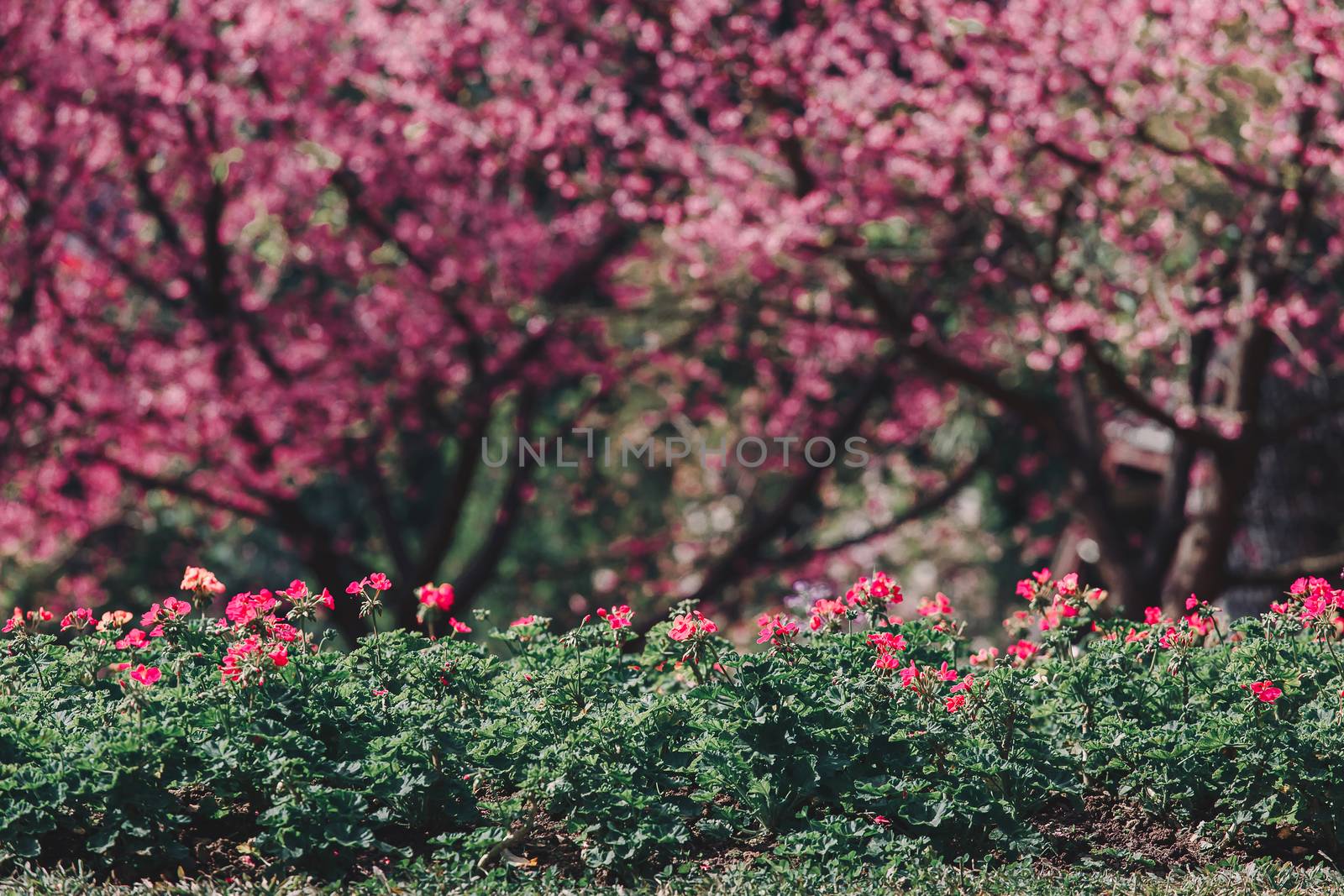Cherry Blossom and Sakura wallpaper  by freedomnaruk