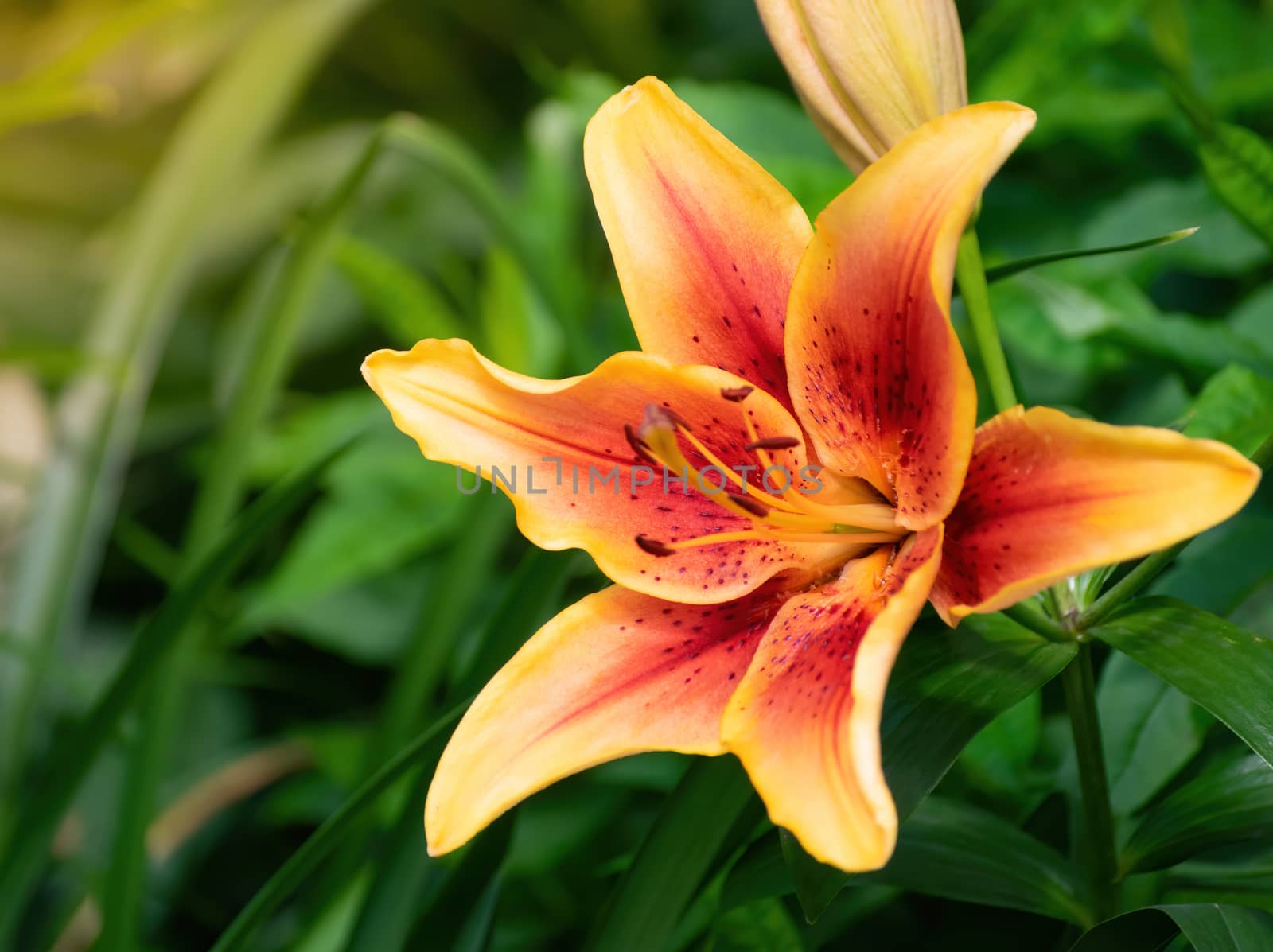 Flower of yellow lily in the garden on a blurred background.