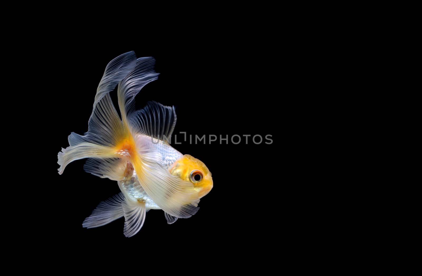 goldfish isolated on a dark black background