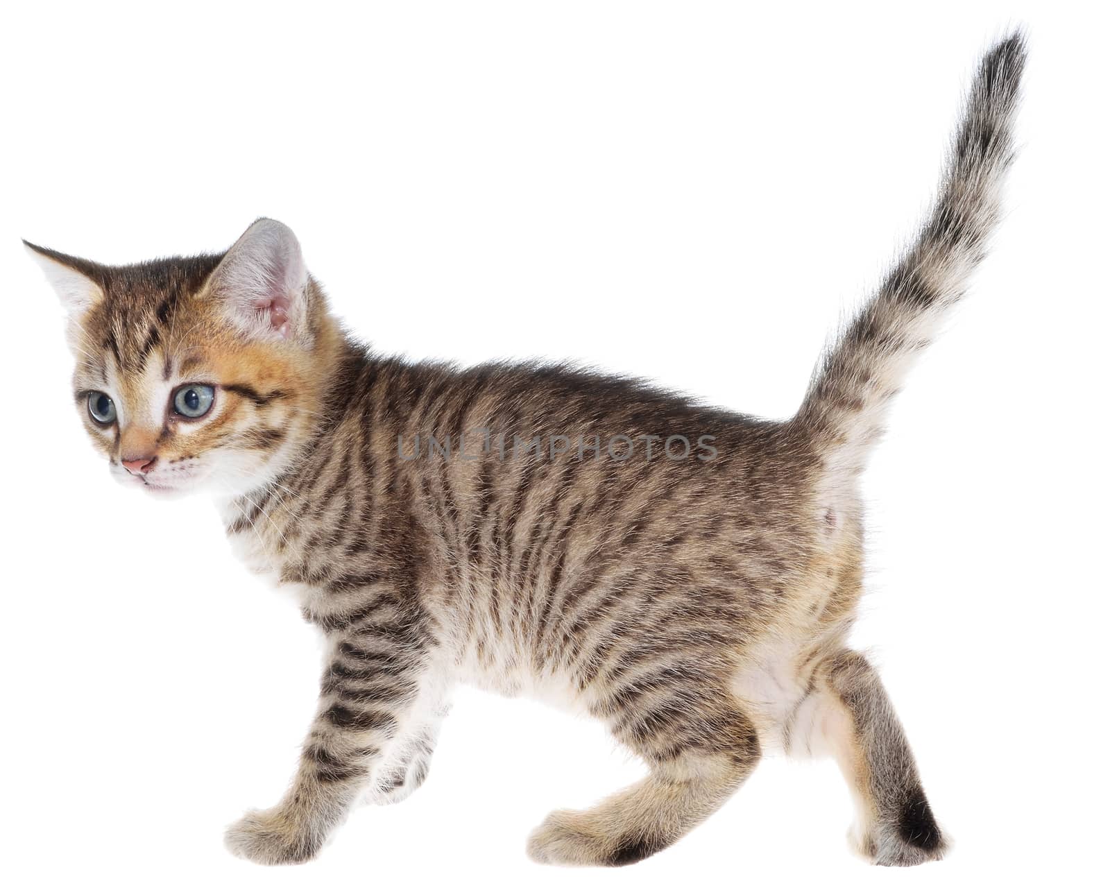 Shorthair brindled kitten goes isolated.