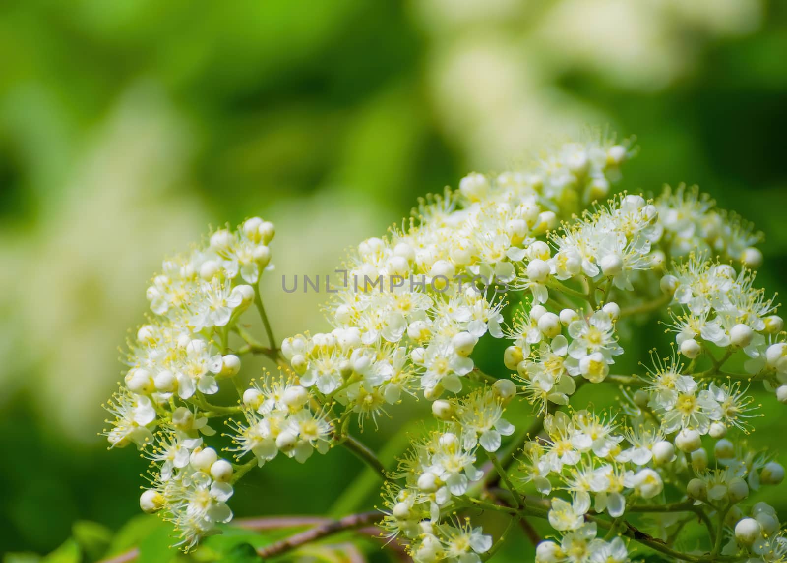 Branch of a tree with white flowers close-up in spring on a sunny day.