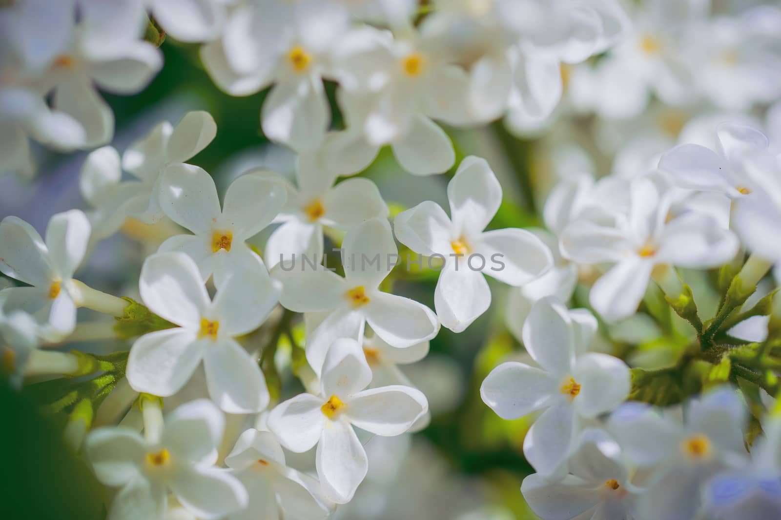Branch of blossoming white lilac on a sunny day on a blurred background.