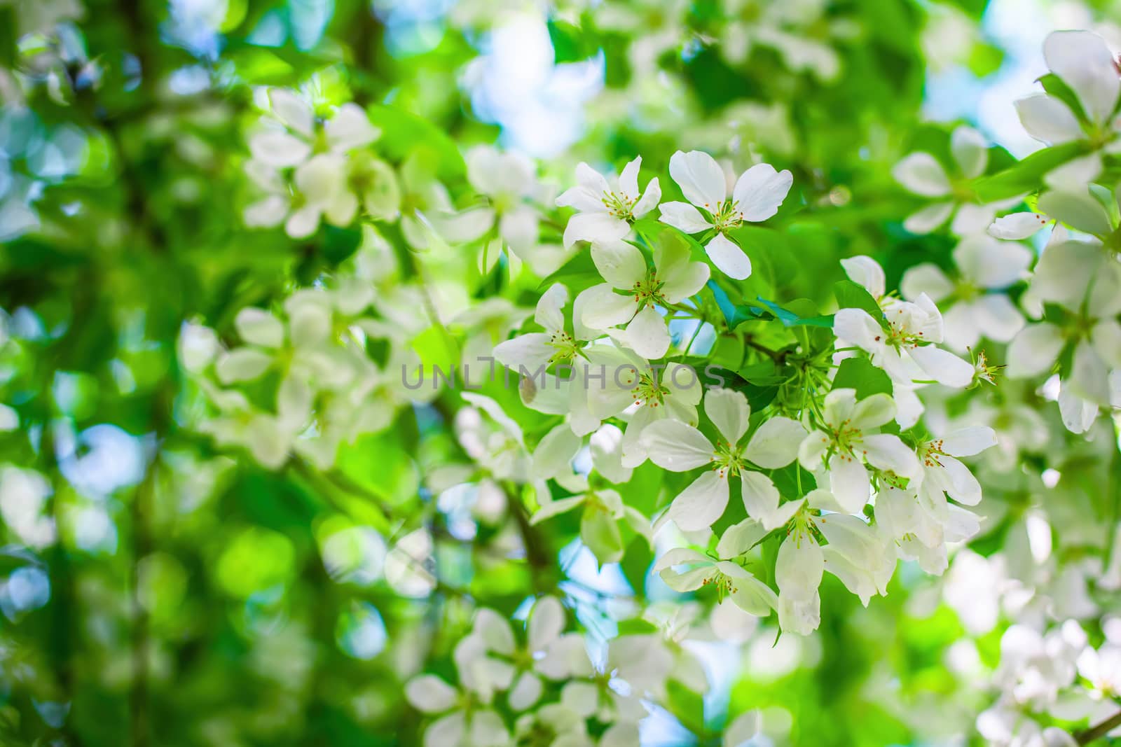 Branch of a blossoming apple tree in white flowers against the sky