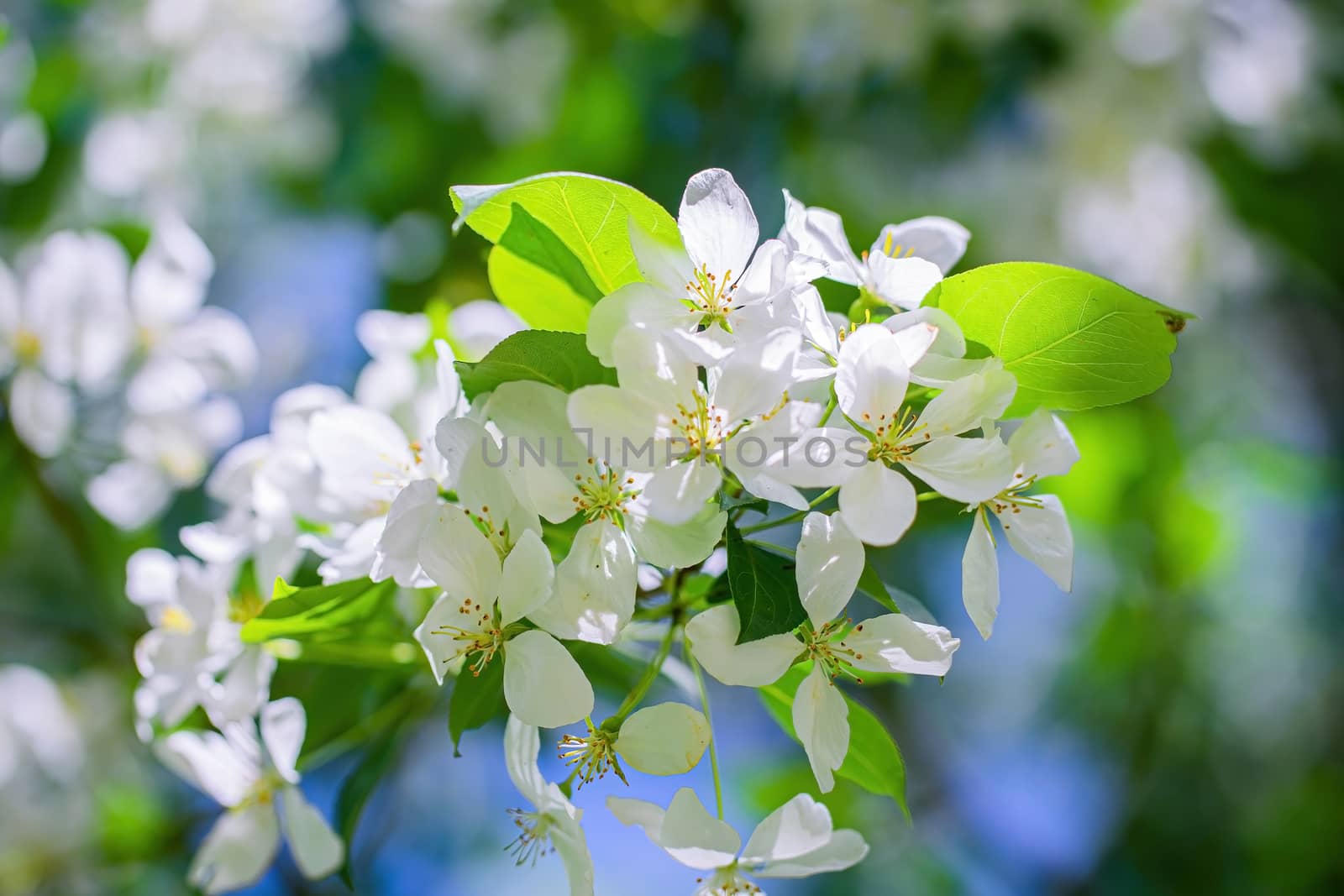 Branch of a blossoming apple tree in white flowers against the sky