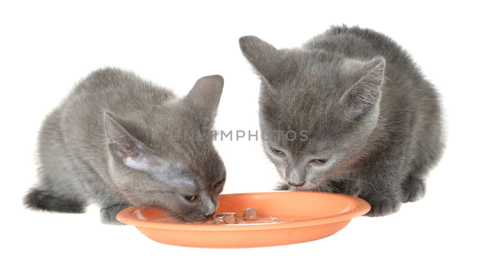 Two gray kitten eating cat food from a bowl on a white background.