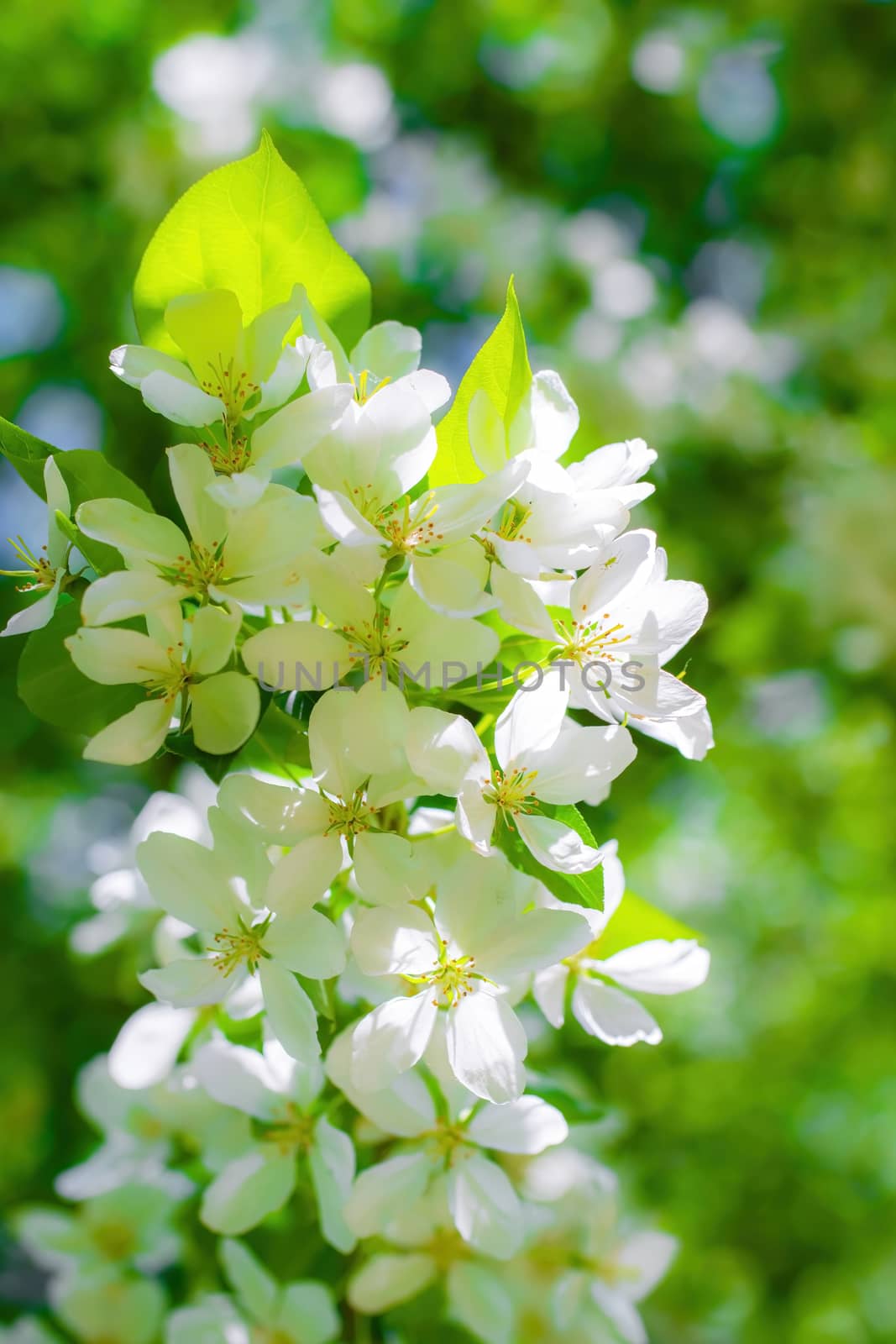 Branch of a blossoming apple tree in white flowers against the sky