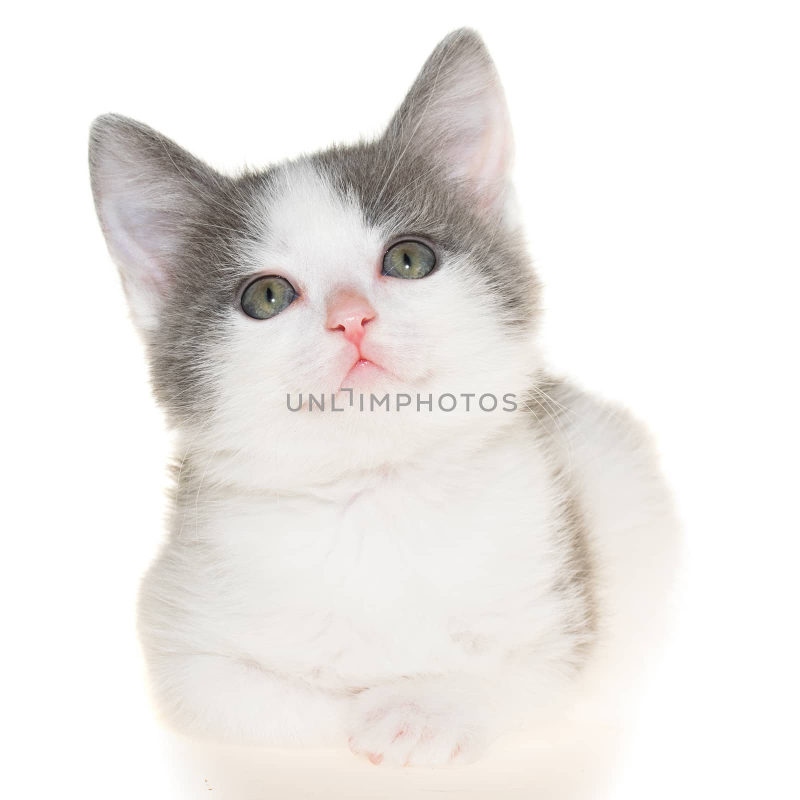 Bicolor gray-white small shorthair kitten lie isolated on a white background.