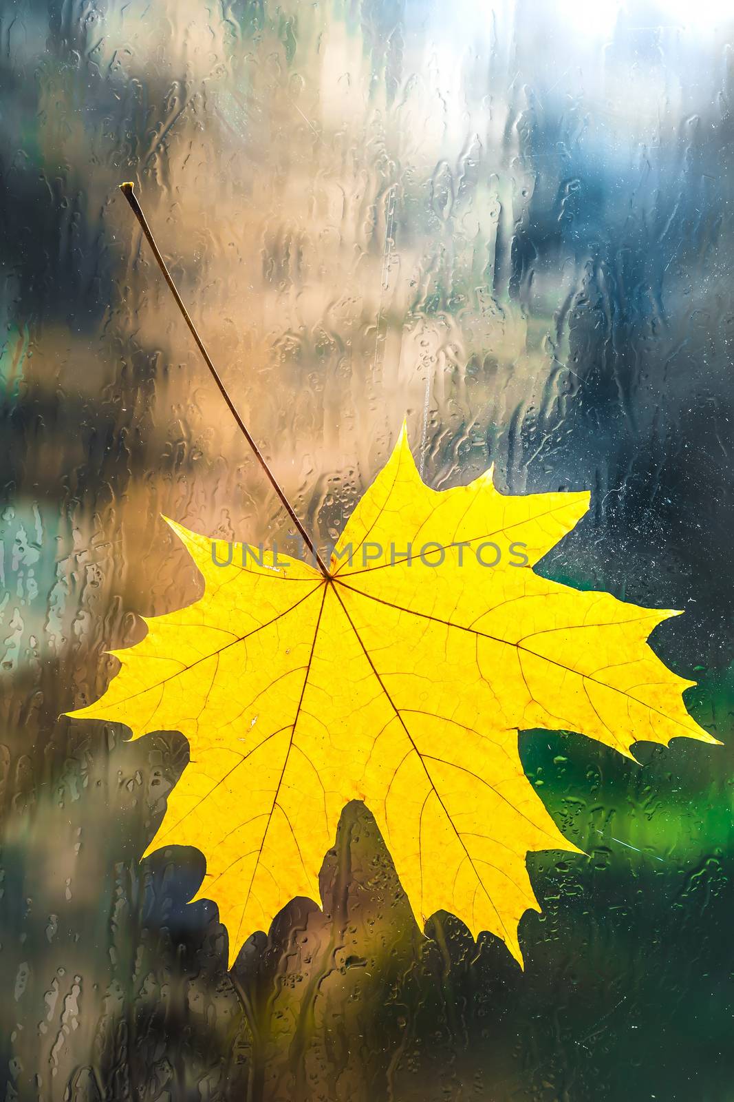 View of the autumn yellow sheet behind a window pane wet from the rain.