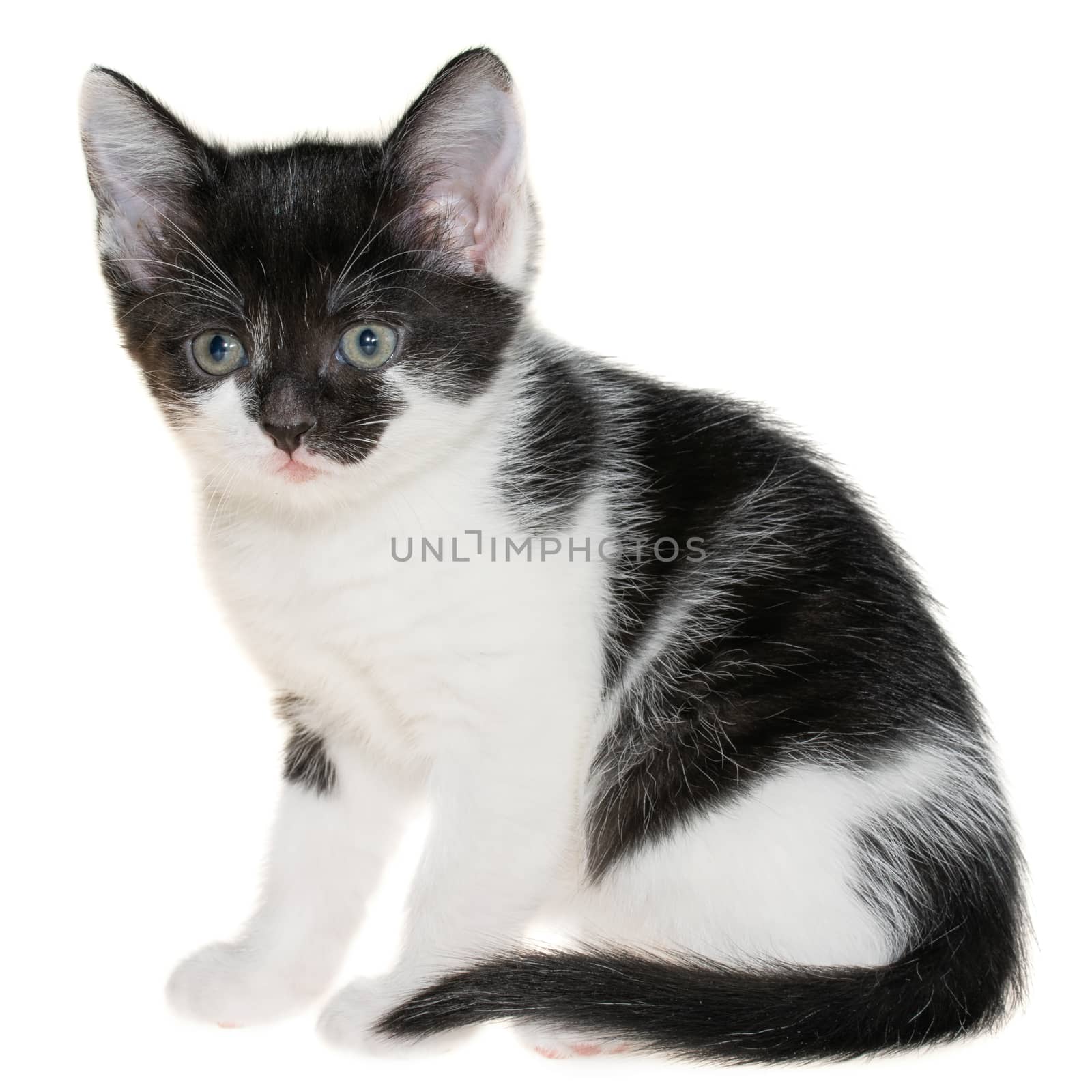 Bicolor black-white small shorthair kitten sitting isolated on a white background.