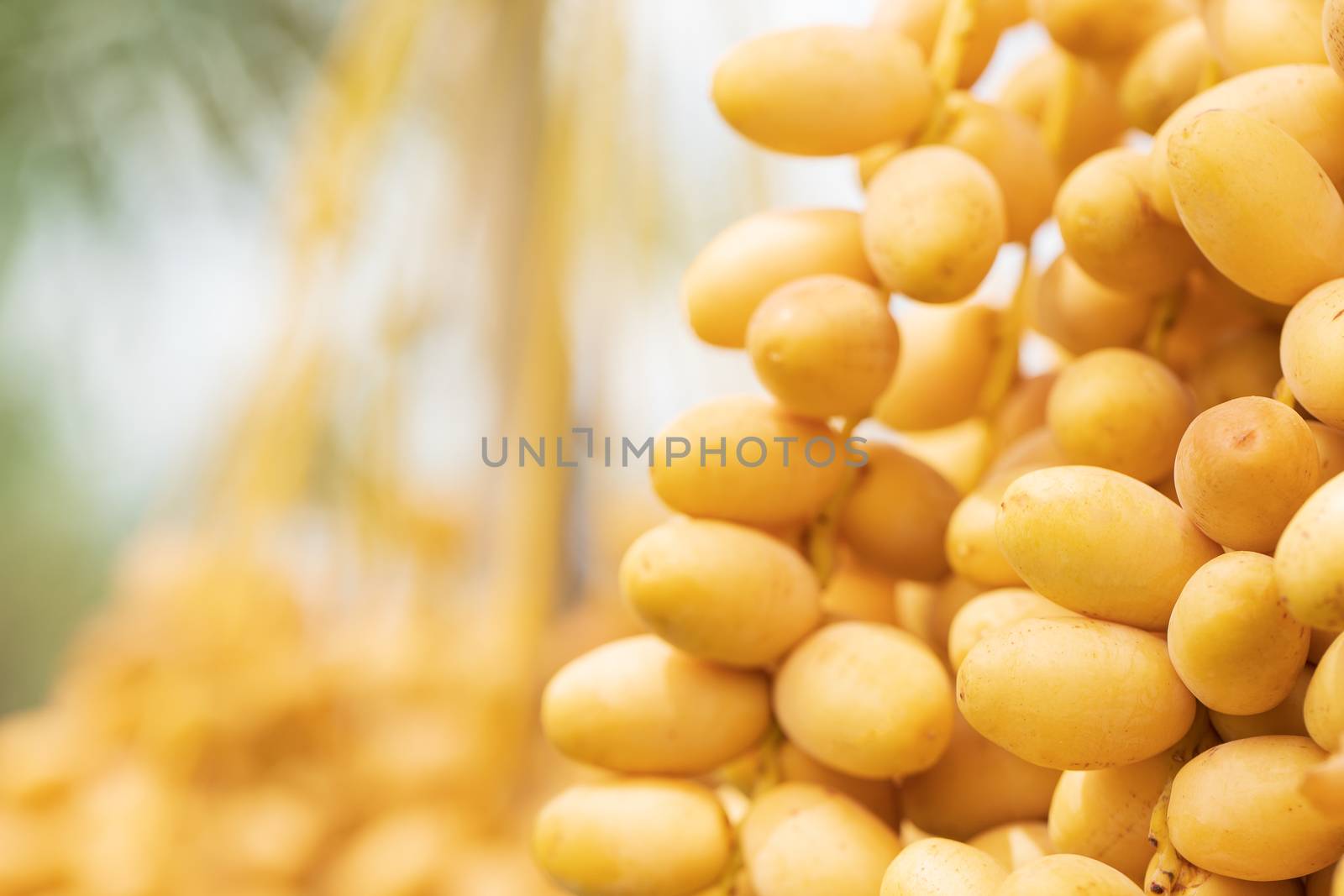 Dates palm branches with ripe dates  by freedomnaruk