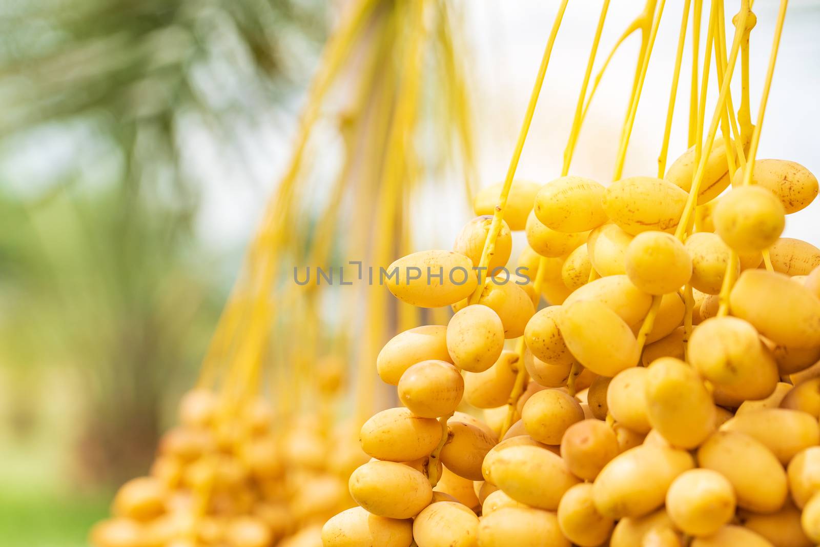 Dates palm branches with ripe dates