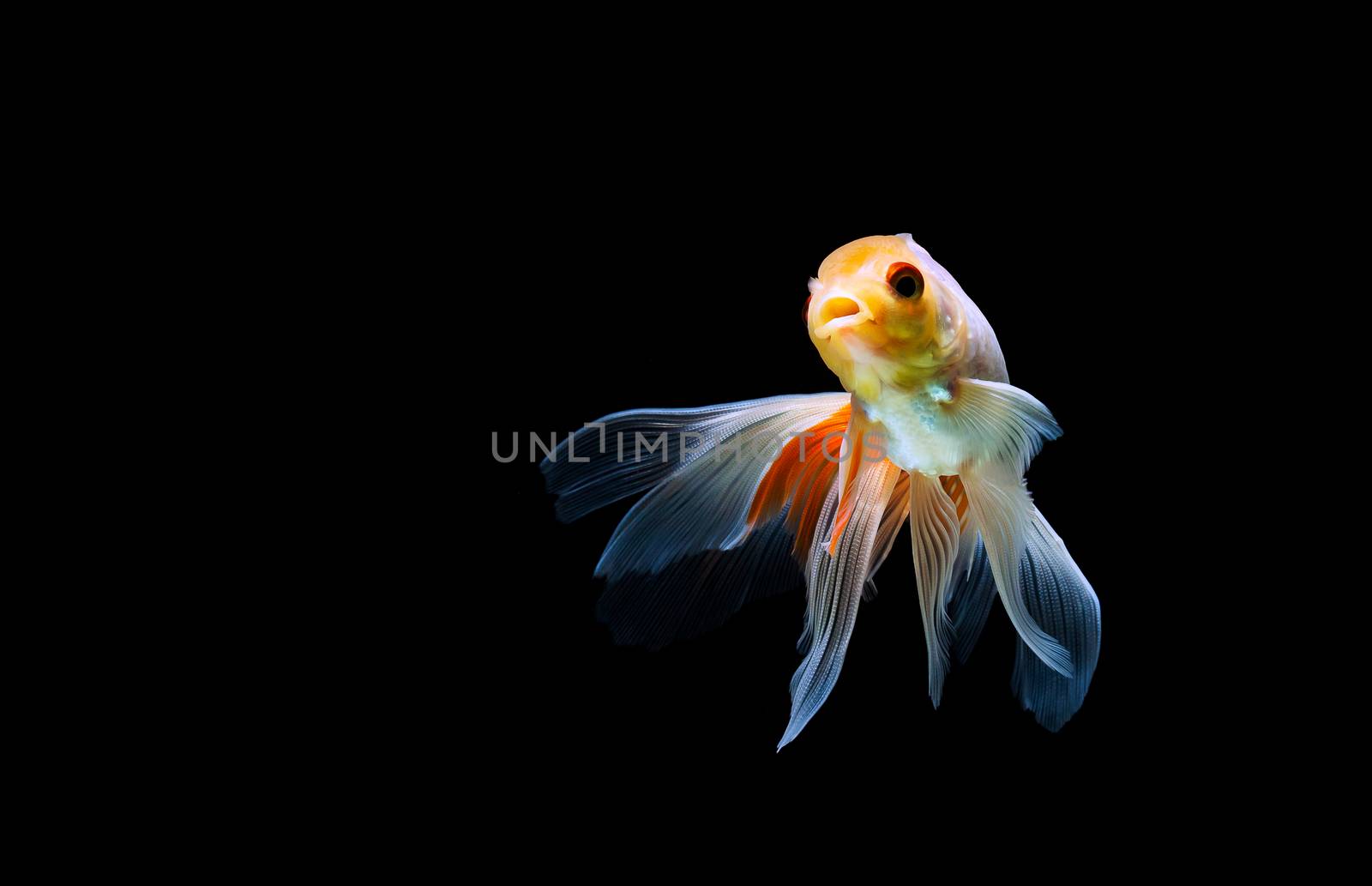 goldfish isolated on a dark black background