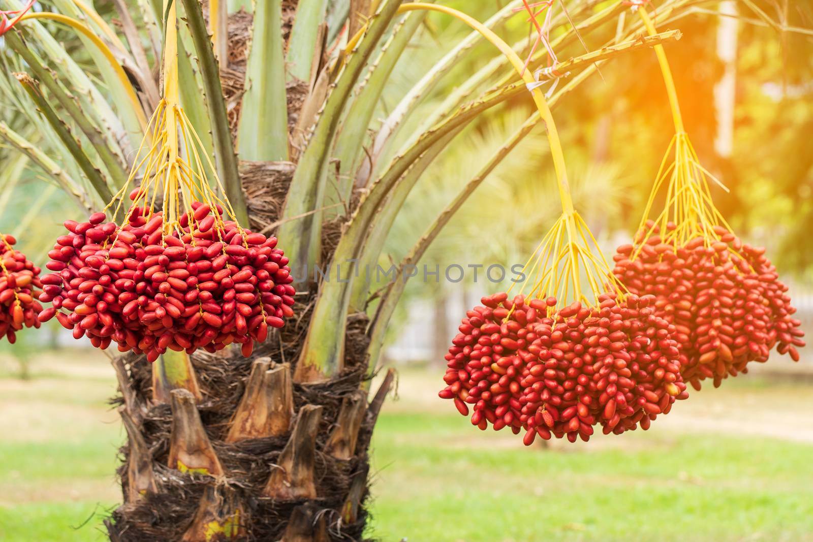 Dates palm branches with ripe dates  by freedomnaruk