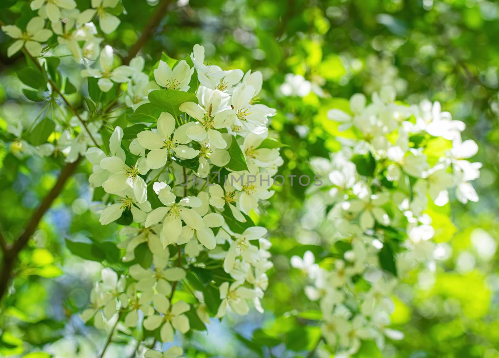 Branch of a blossoming apple tree in white flowers against the sky
