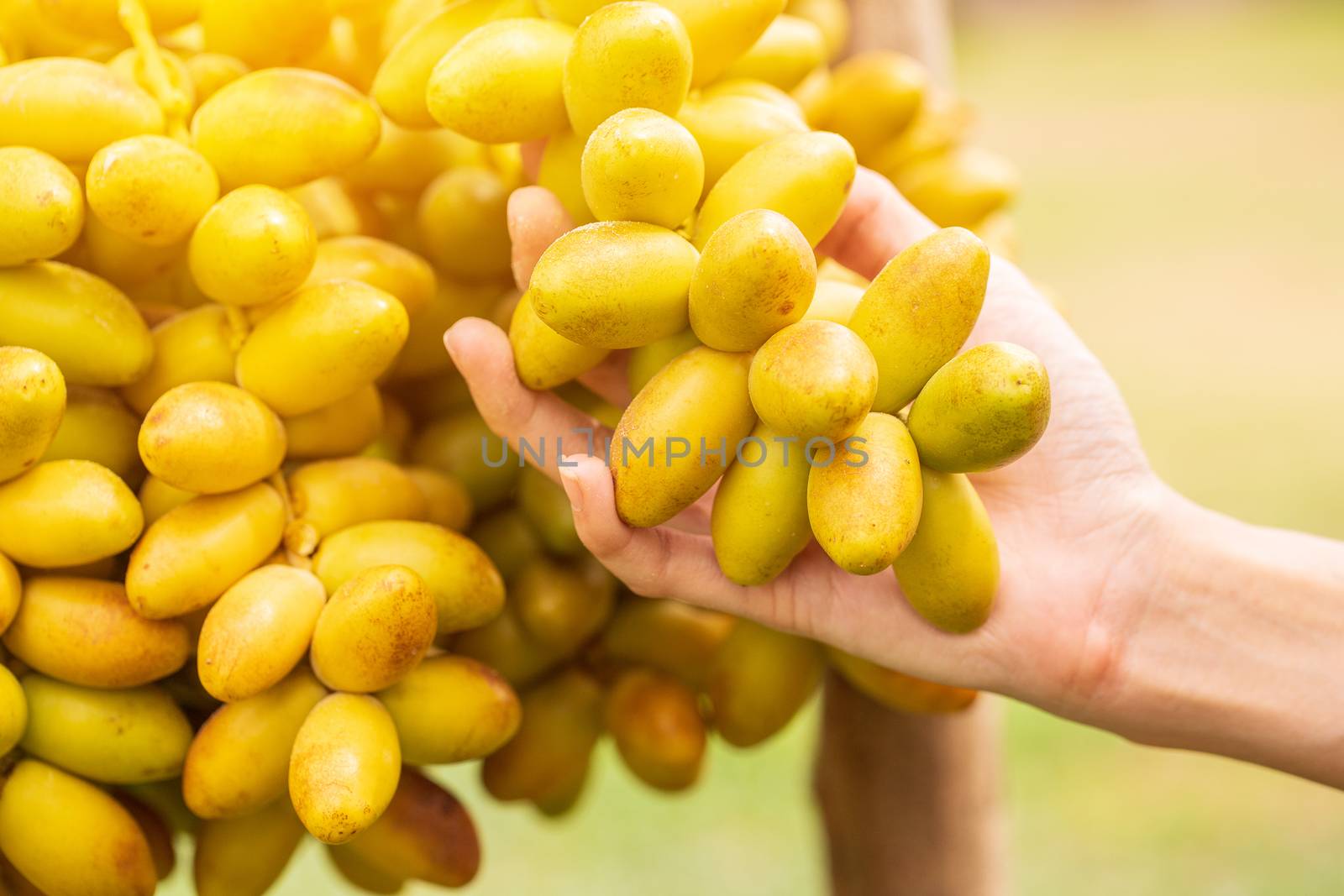 Dates palm branches with ripe dates