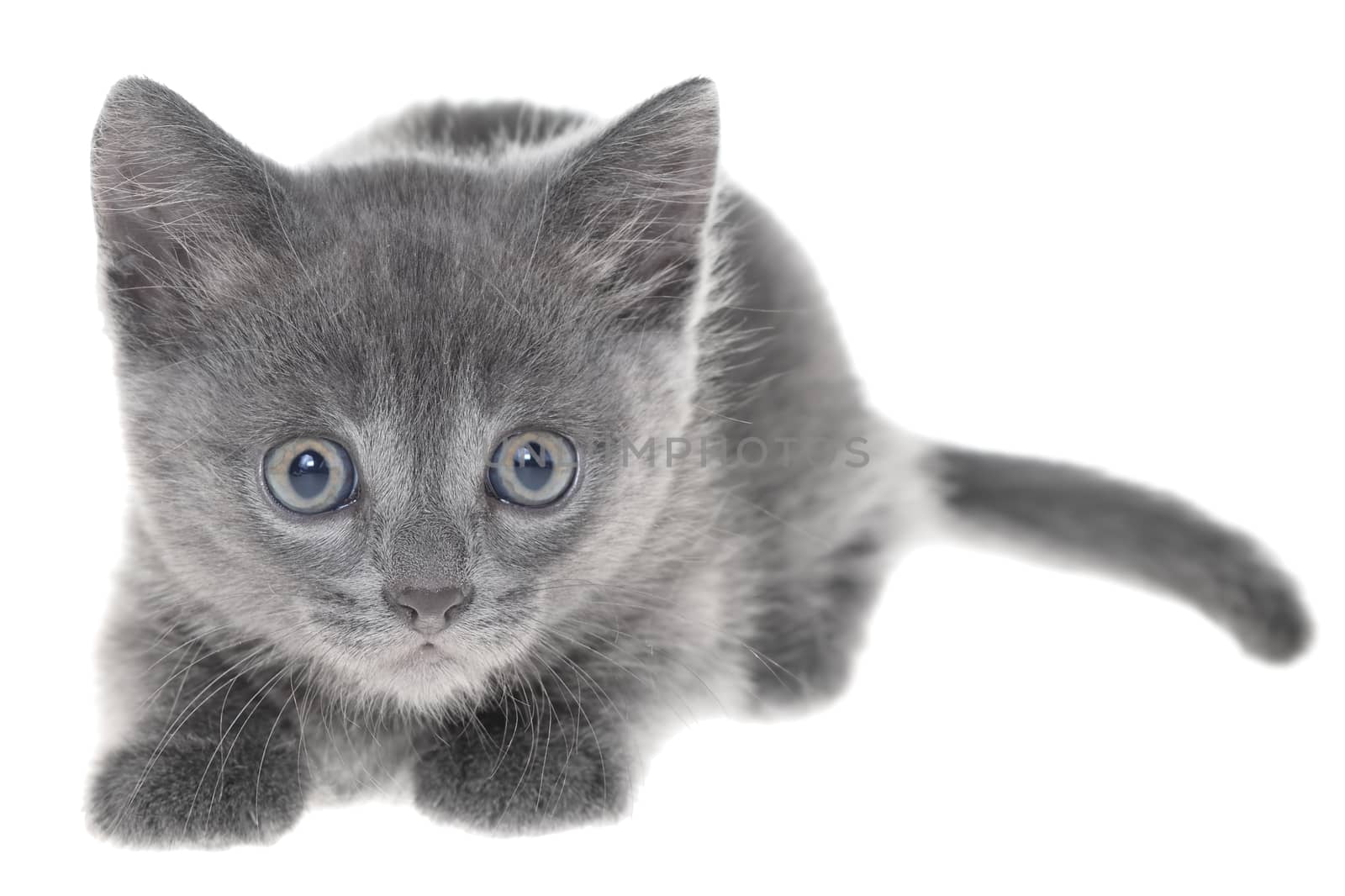 Small kitten playing isolated on a white background