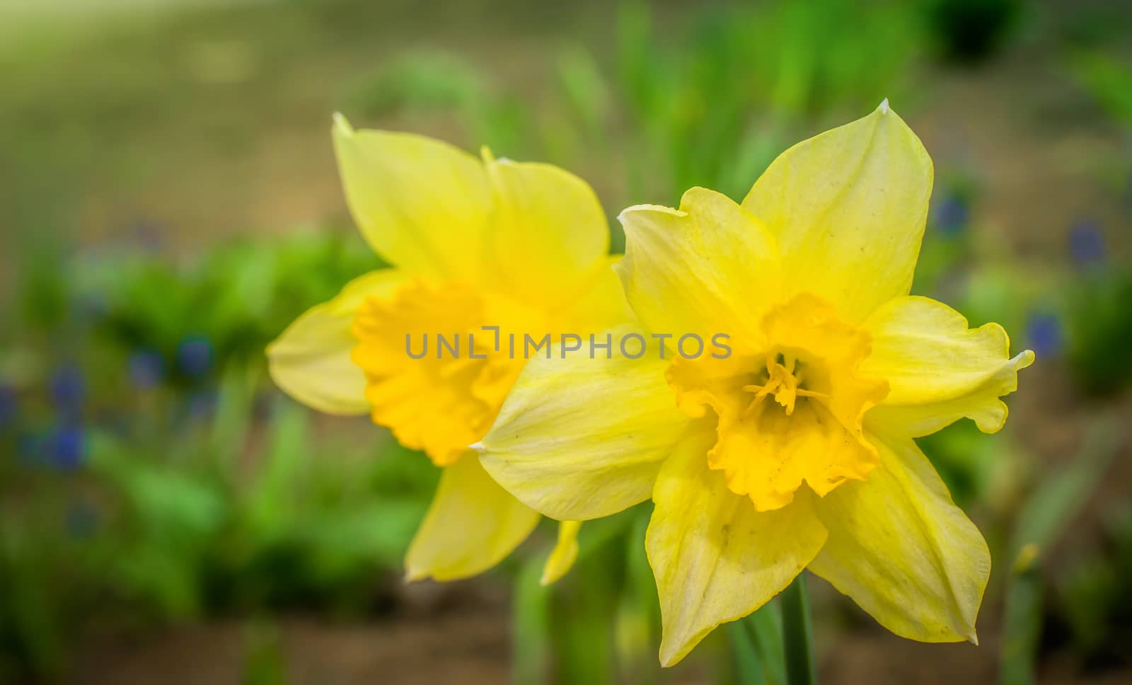 Spring flower yellow narcissus close-up in the garden
