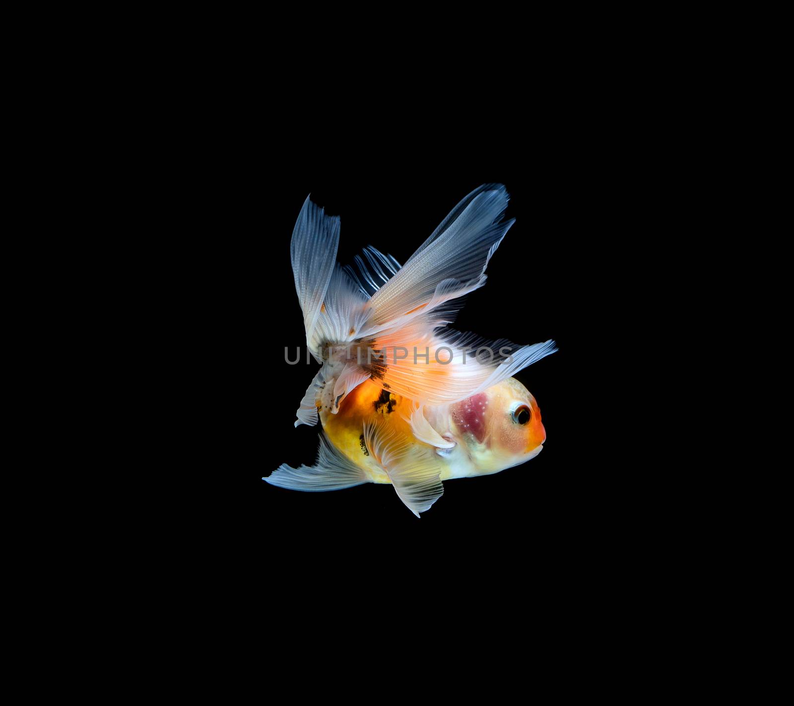 goldfish isolated on a dark black background by freedomnaruk