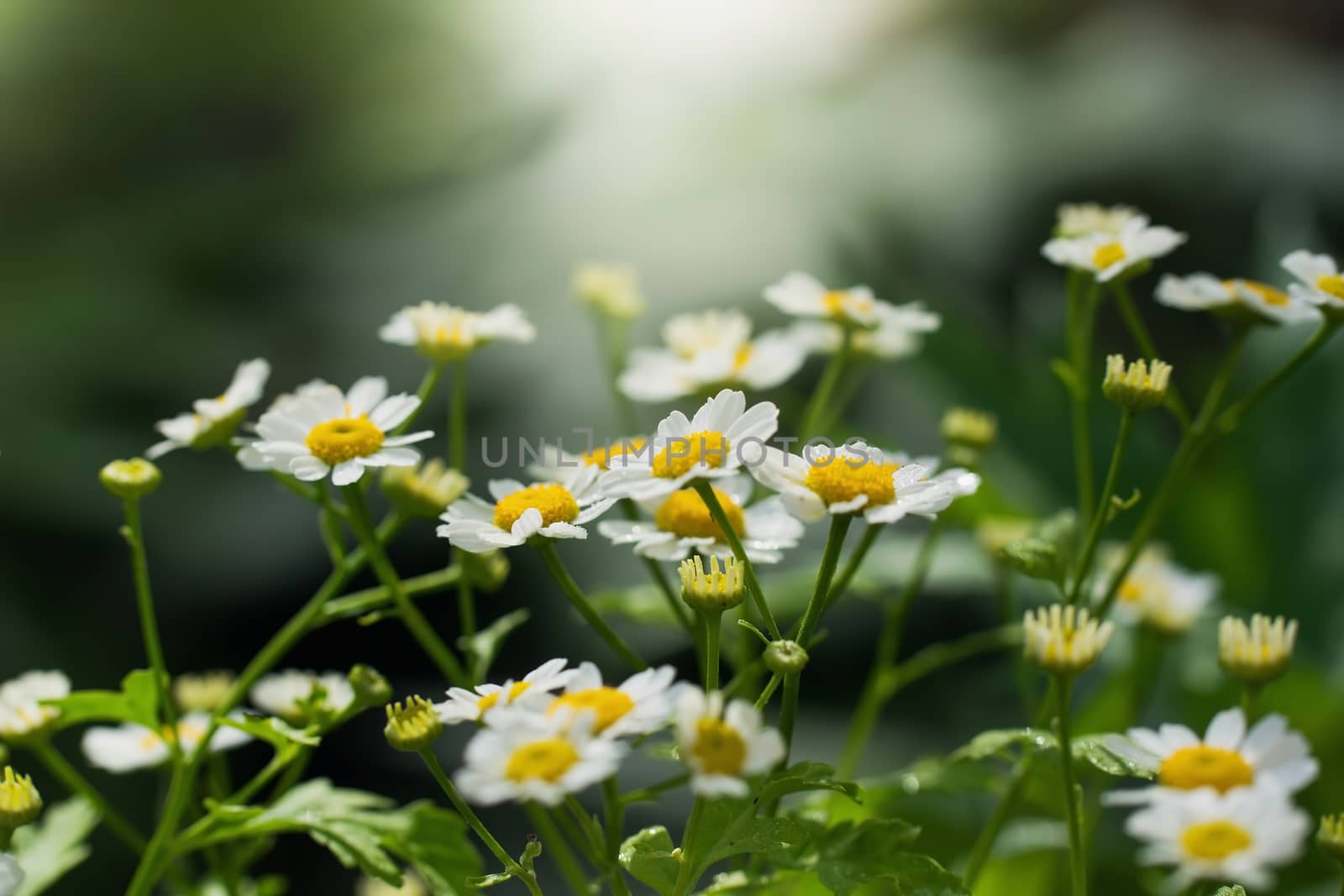 chamomile flower a blurred background.
