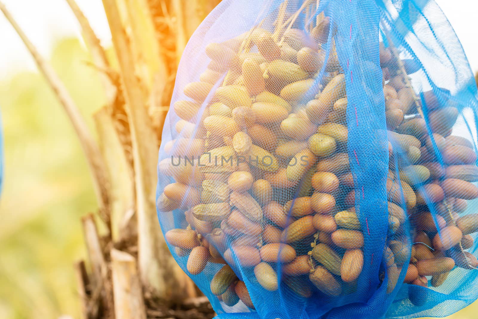 Dates palm branches with ripe dates by freedomnaruk