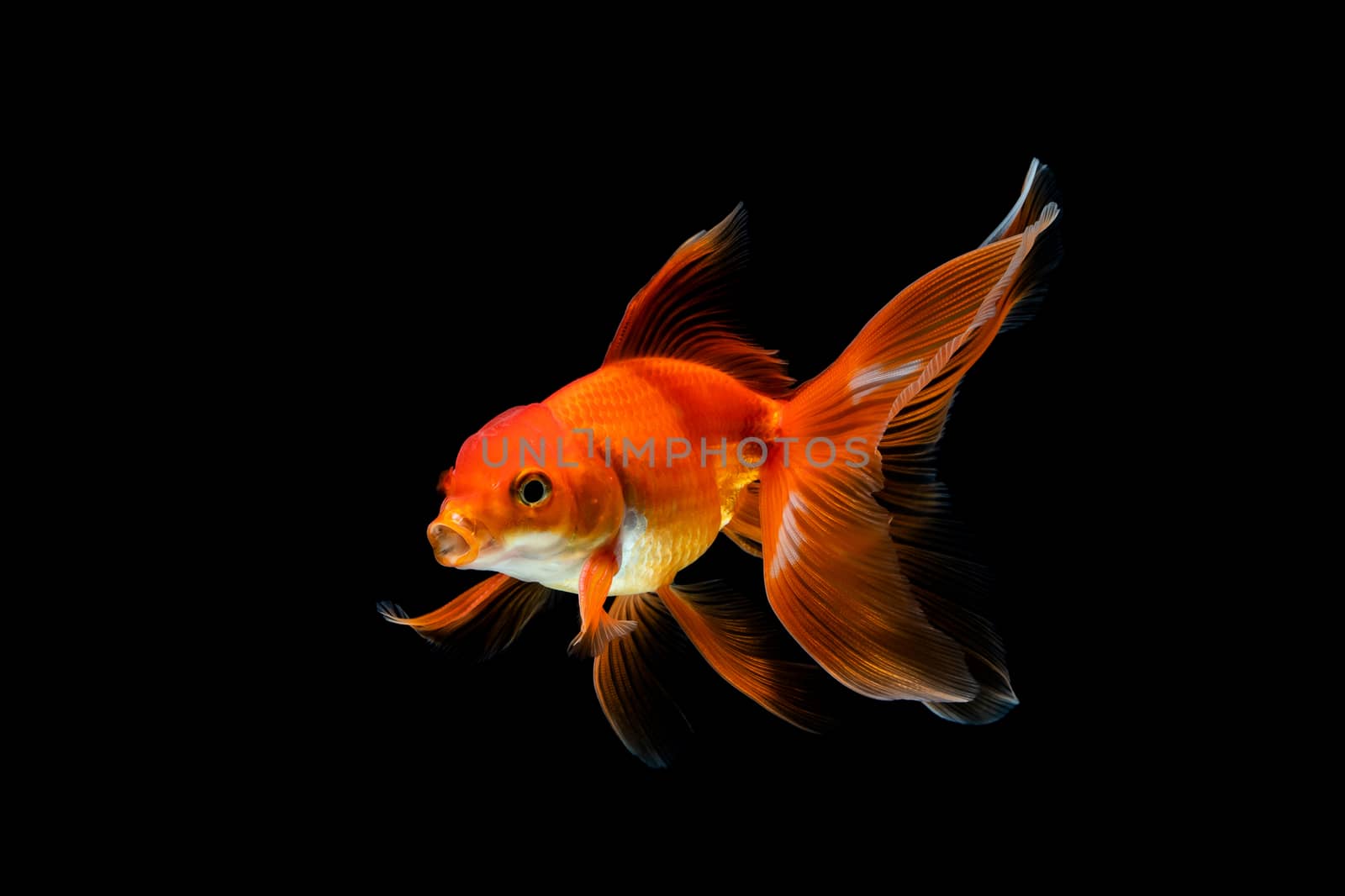 goldfish isolated on a dark black background