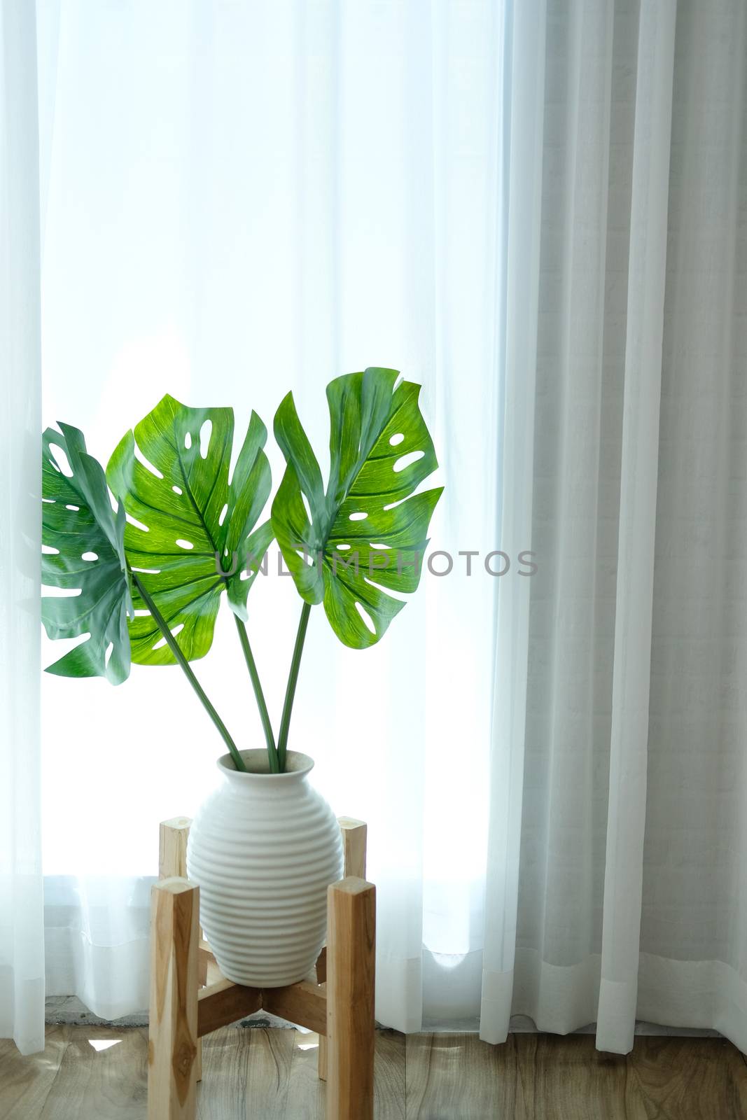 monstera plant in ceramic vase beside see through sheer window curtain. split leaf philodendron (Monstera deliciosa leaves