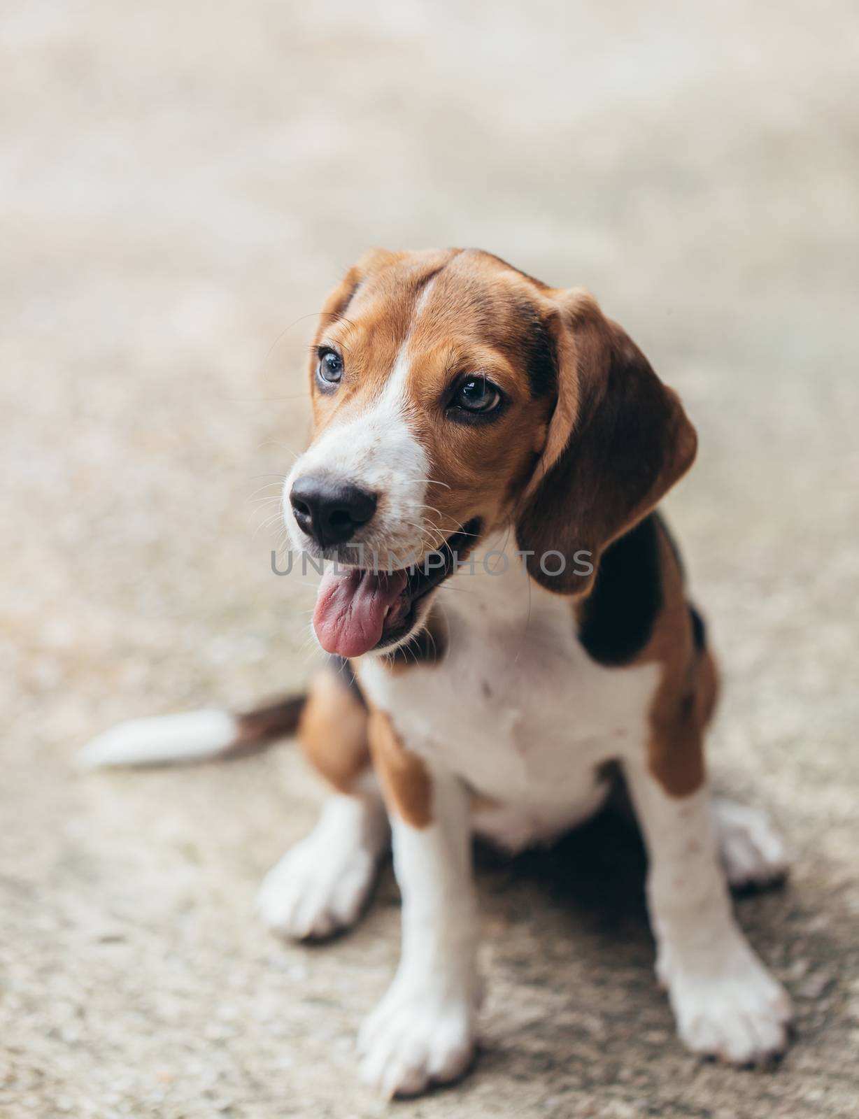 small cute beagle puppy dog looking up by freedomnaruk