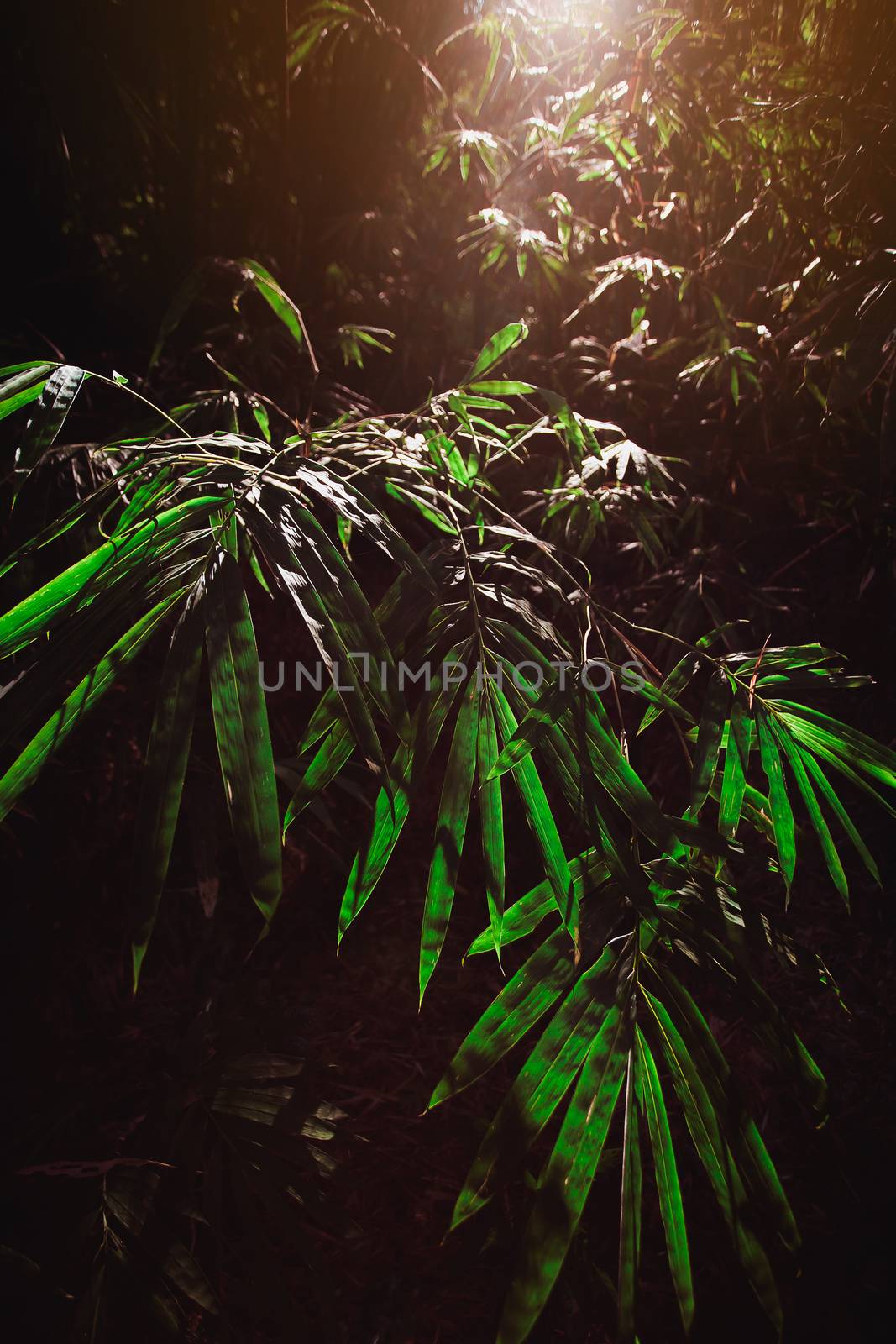 Closeup nature view of green leaf on blurred greenery background