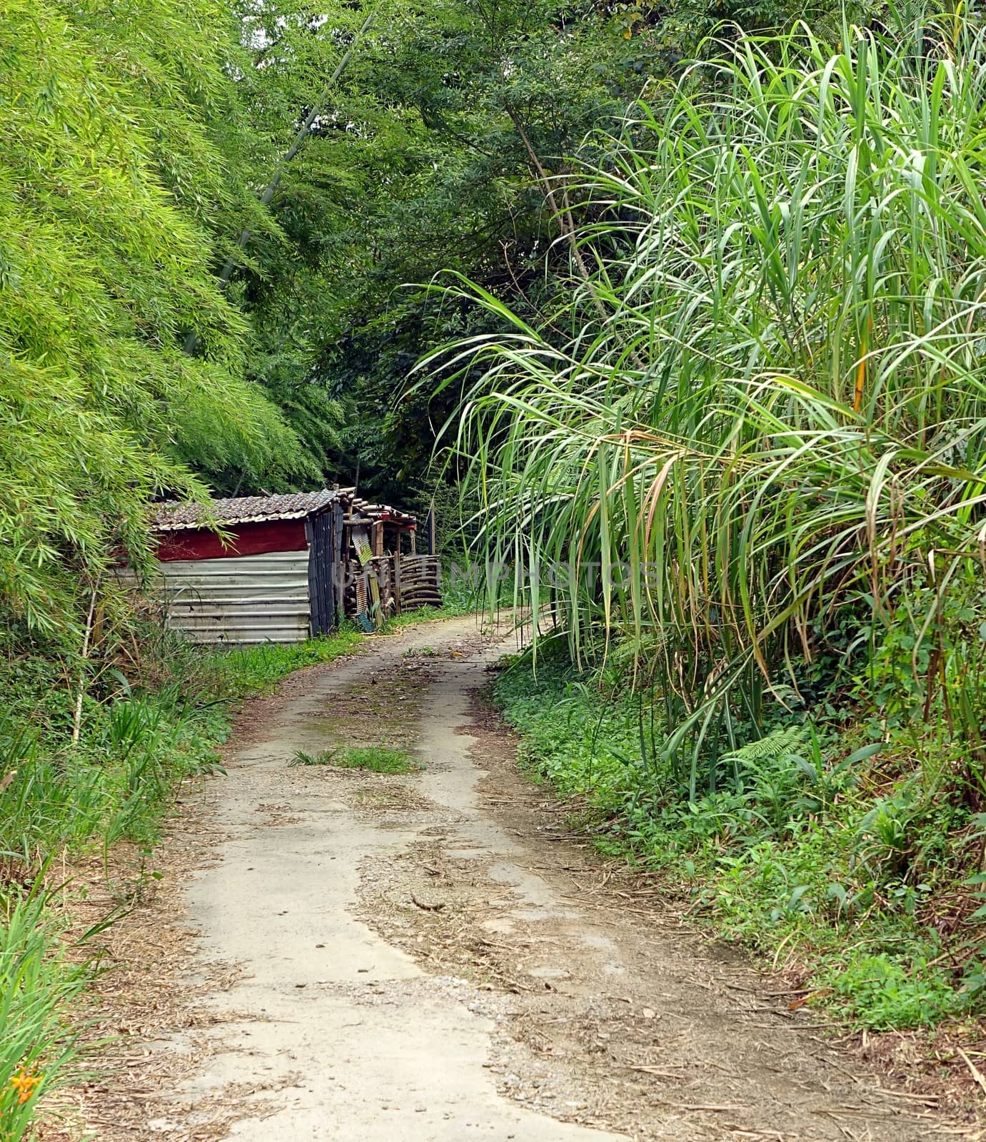 An old forest road leading past some old sheds
