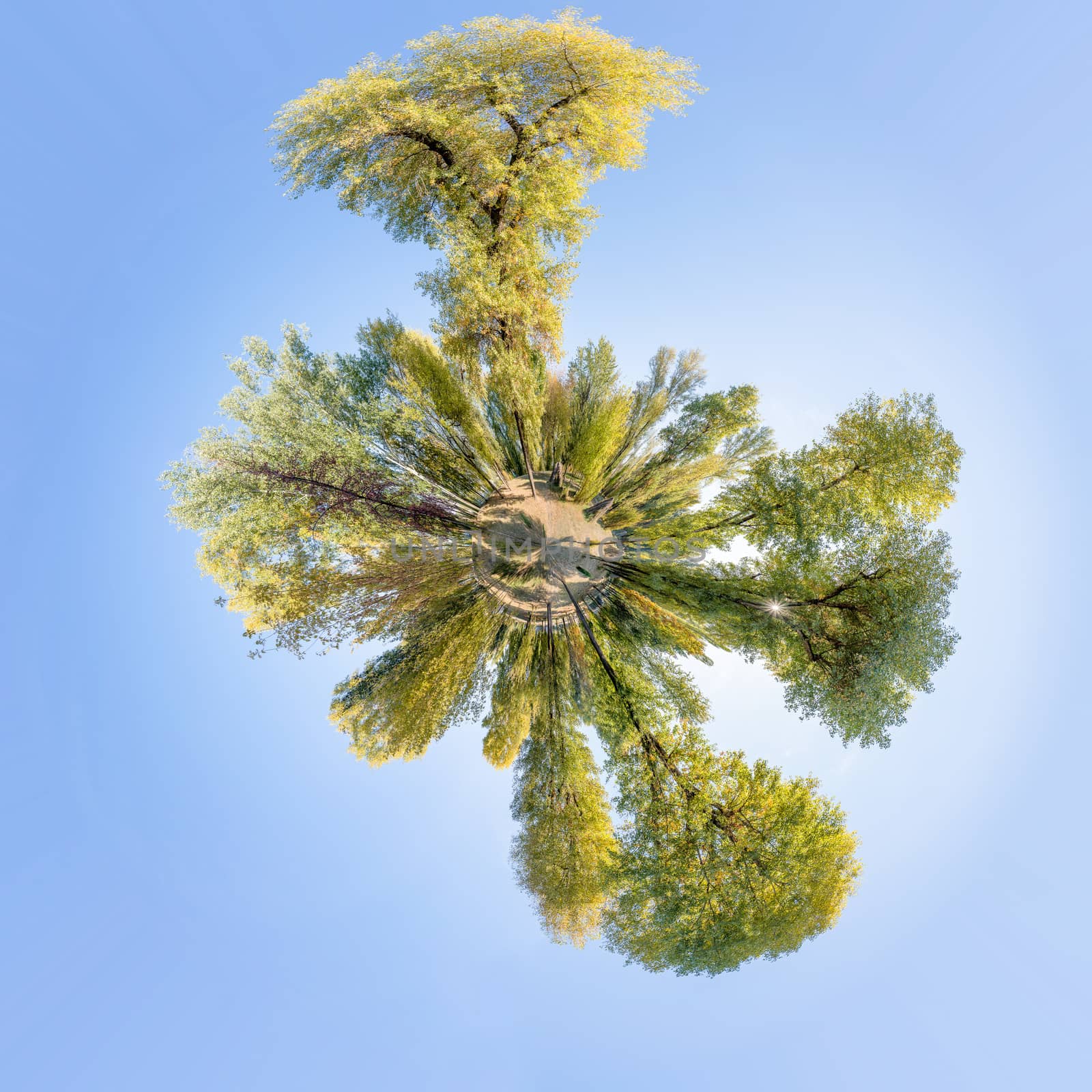 360 degree polar panorama of various trees and bushes in the park during a late summer afternoon. Soft white clouds flow in the blue sky.