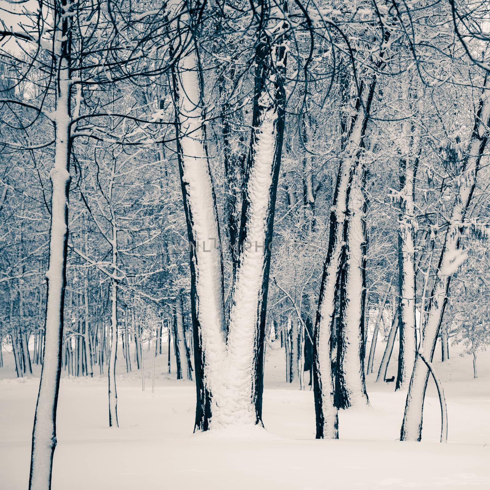 Trees in the Natalka park, close to the Dnieper river in Kiev, Ukraine. One side of the trees is covered by snow, while the other part stays untouched