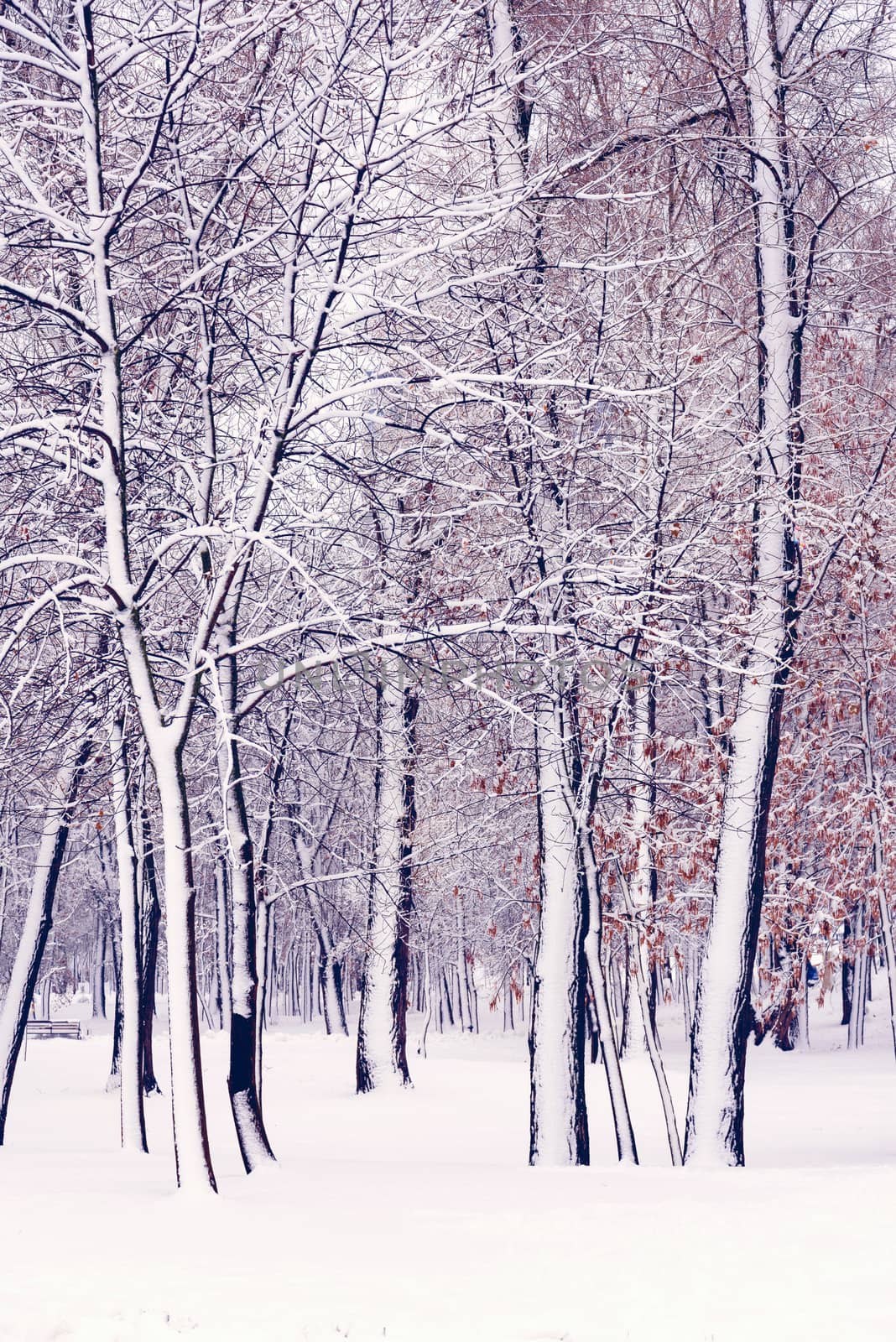 Trees in the Natalka park, close to the Dnieper river in Kiev, Ukraine. One side of the trees is covered by snow, while the other part stays untouched