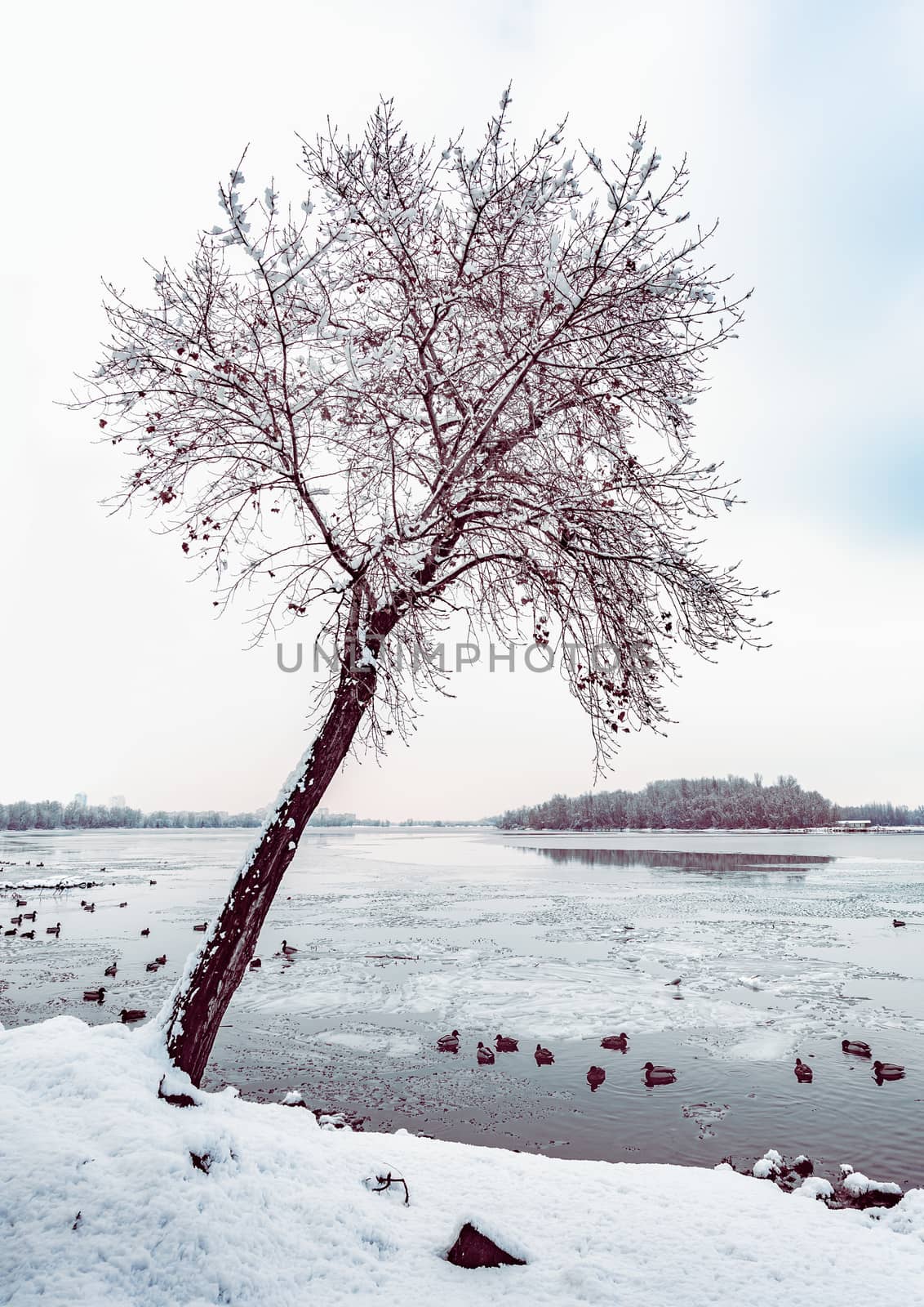 A poplar close to the Dnieper river in Kiev, Ukraine, stands out against a background of white snowy winter sky. Ducks are swimming on the icy water