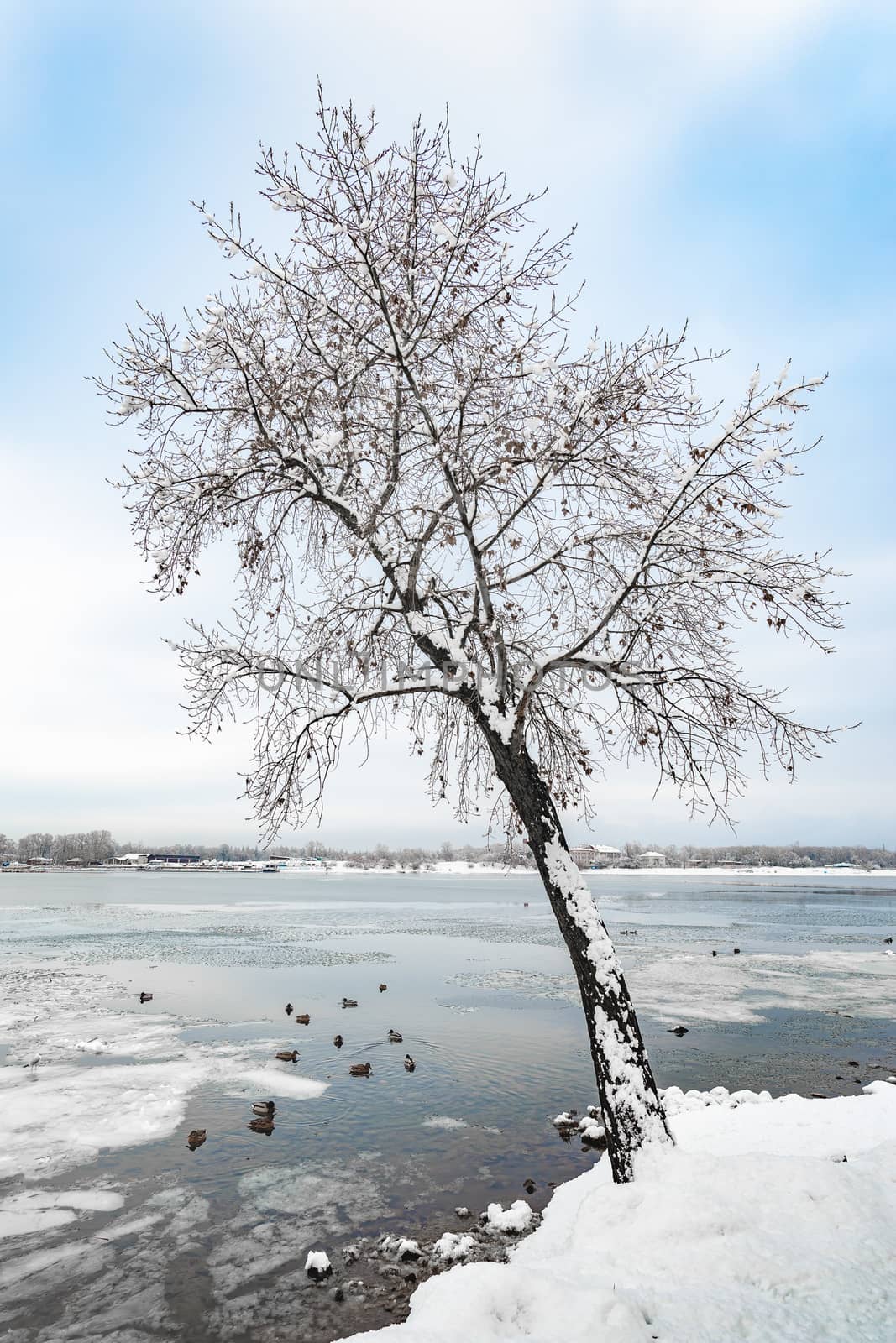 A poplar close to the Dnieper river in Kiev, Ukraine, stands out against a background of white snowy winter sky. Ducks are swimming on the icy water