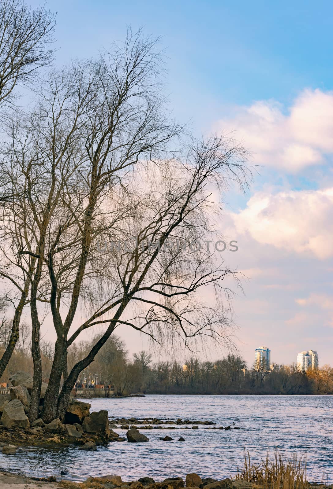 View of  poplars close to the blue Dnieper River in Kiev at the beginning of spring. High buildings in the background.