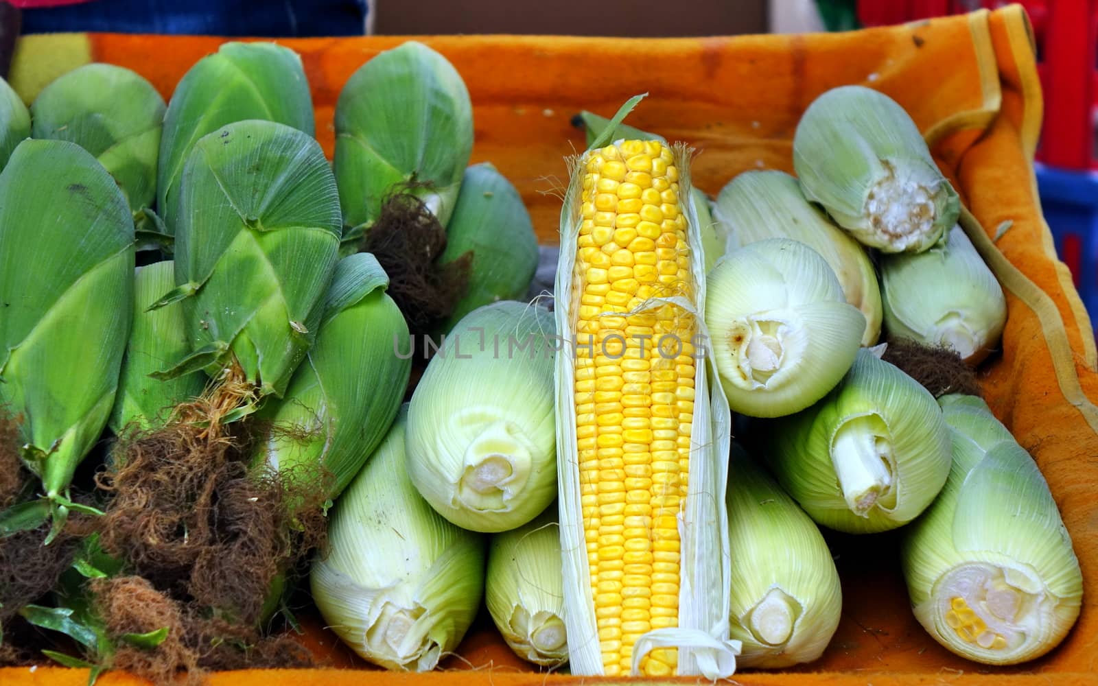Freshly harvested organic corn on the cob for sale at the market