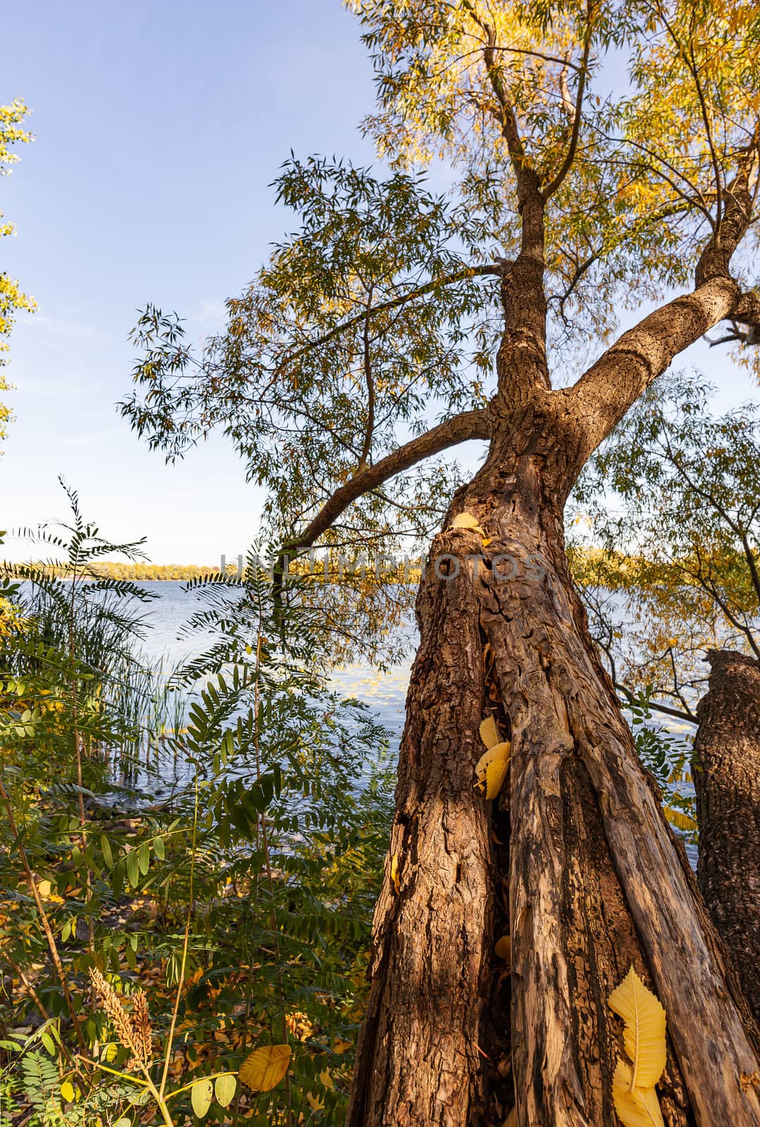 Willow tree over the Dniper river, in autumn, in the Obolon district of Kiev, Ukraine