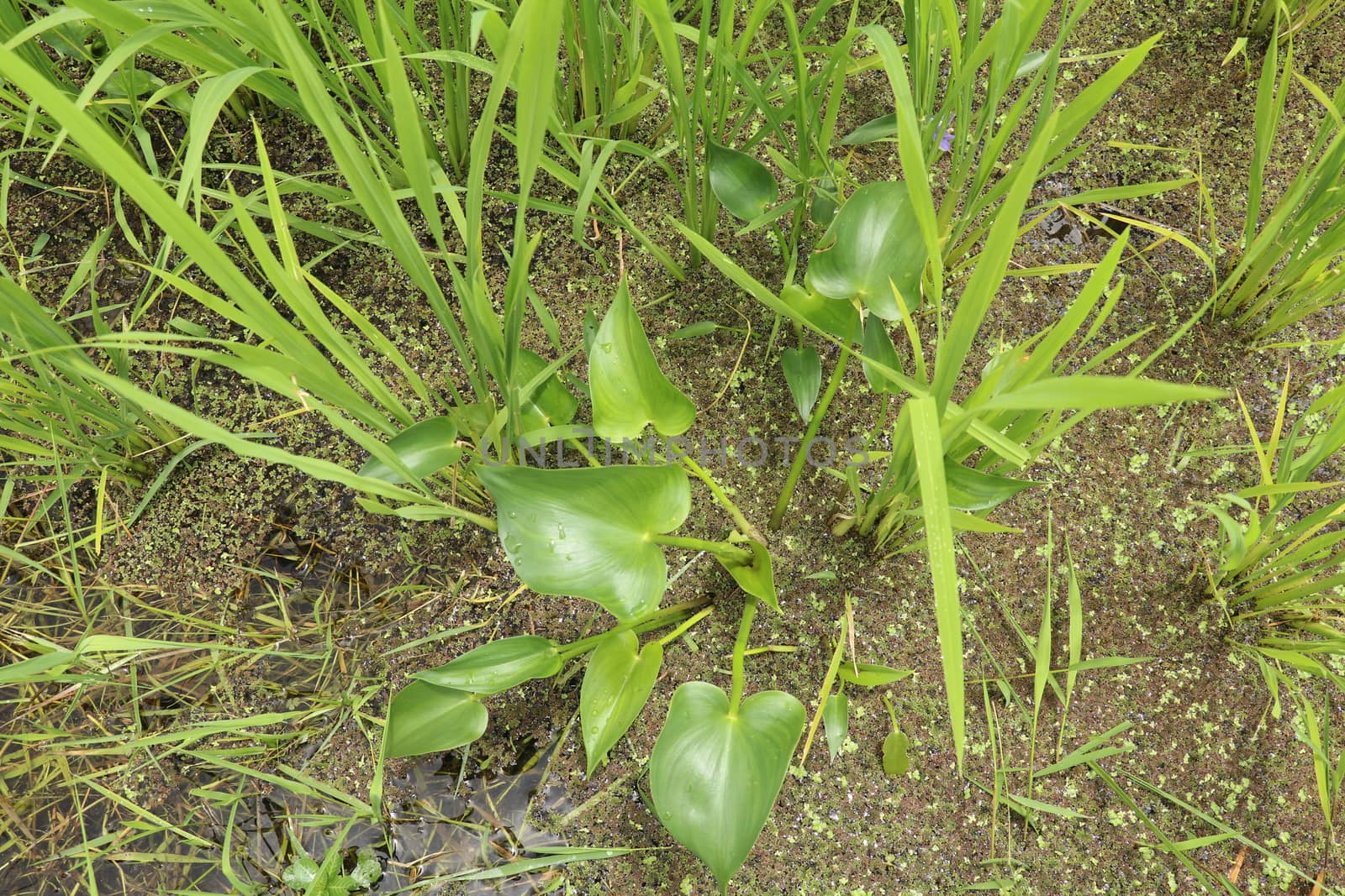 Monochoria vaginalis, Pontederiaceae flower. Monochoria hastata flower and inflorescence, commonly known as Arrow Leaf Pondweed, arrow-leaf monochoria, hastate-leaf pondweed.