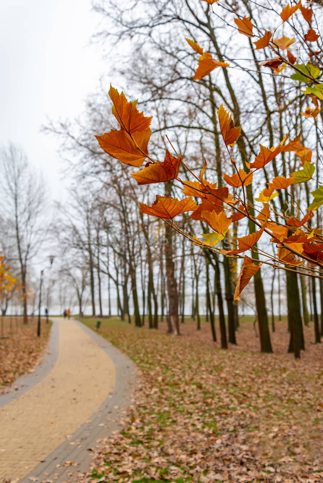 Selective focus of yellow and orange maple leaves on a tree branch at the end of autumn in the Natalka park of Kiev, Ukraine