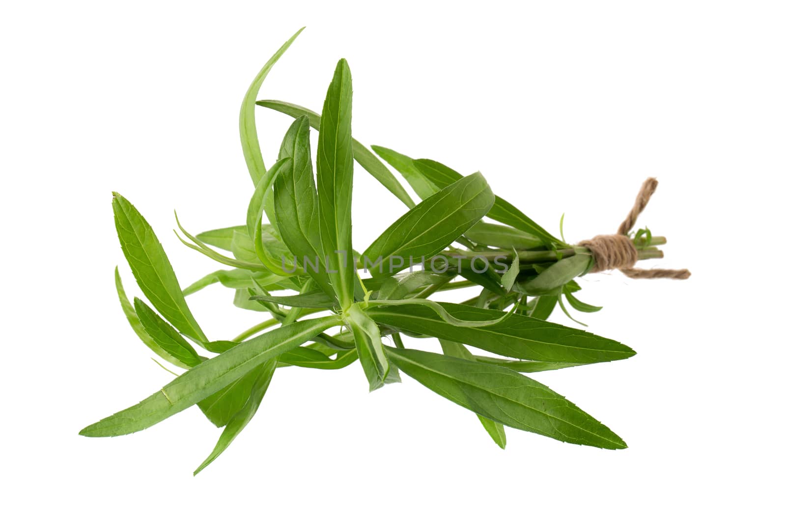 Fresh tarragon herbs, Tarragon herbs close up isolated on white  by kaiskynet