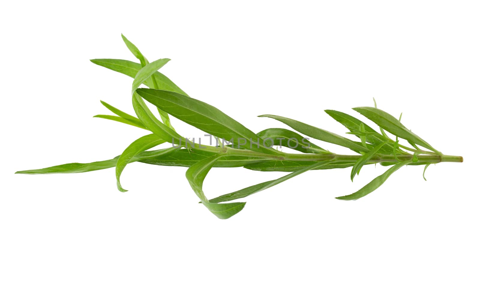 Fresh tarragon herbs, Tarragon herbs close up isolated on white background.