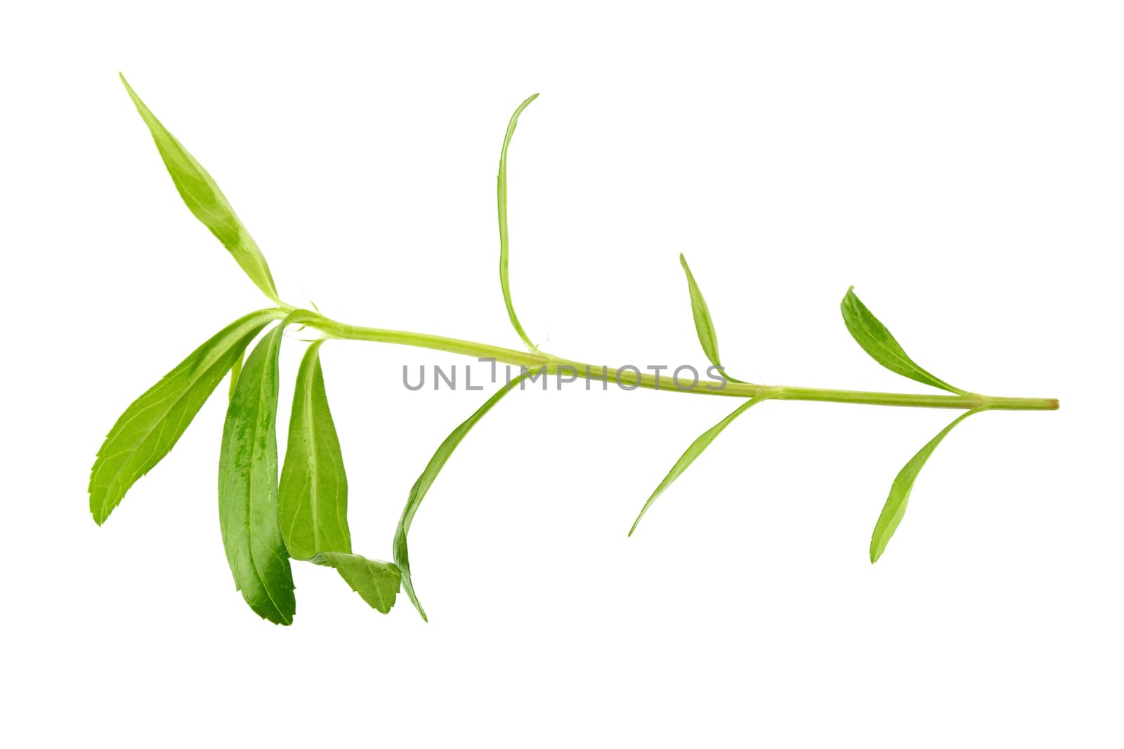 Fresh tarragon herbs, Tarragon herbs close up isolated on white background.