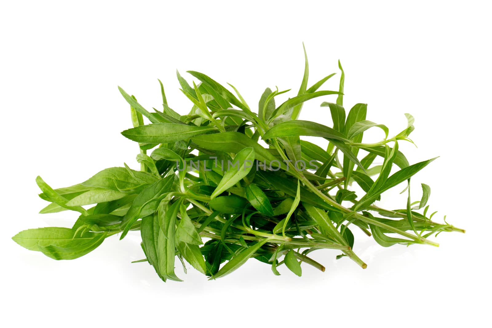 Fresh tarragon herbs, Tarragon herbs close up isolated on white background.